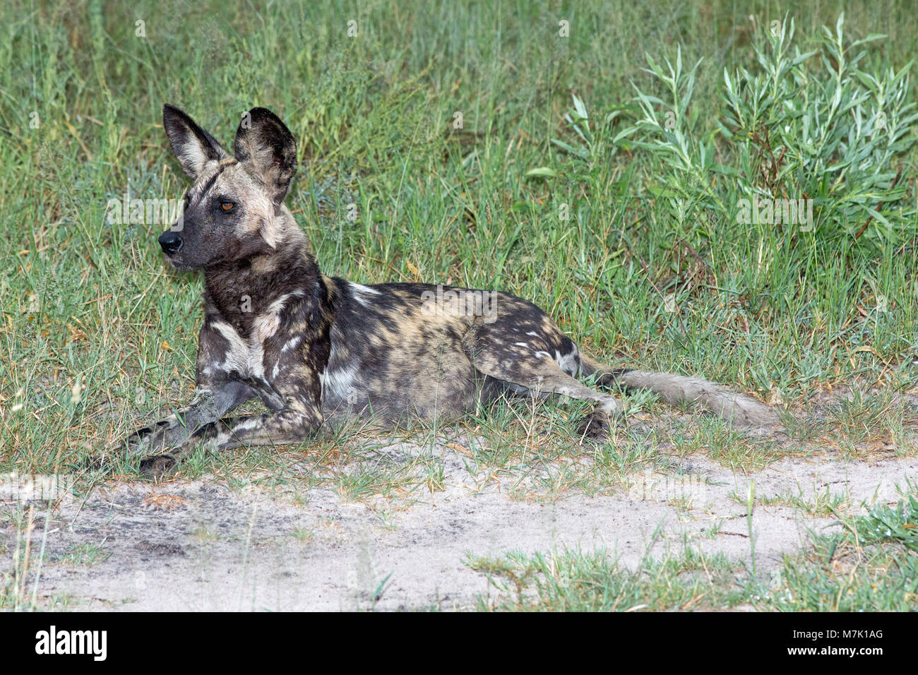 Chien De Chasse Africaine Ou Chien Sauvage Dafrique Ou De