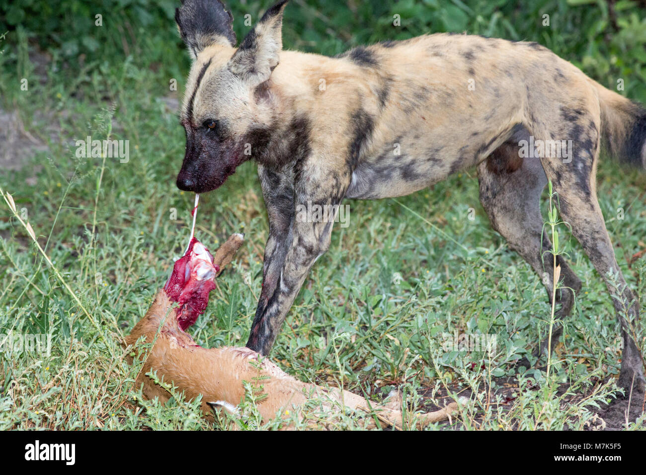 Chien de chasse africaine, ou chien sauvage d'Afrique ou de l'Afrique ou Chien Loup peint peint (Lycaon pictus). Avoir fait un pack, tuer un chien à l'aide de membres antérieurs à h Banque D'Images