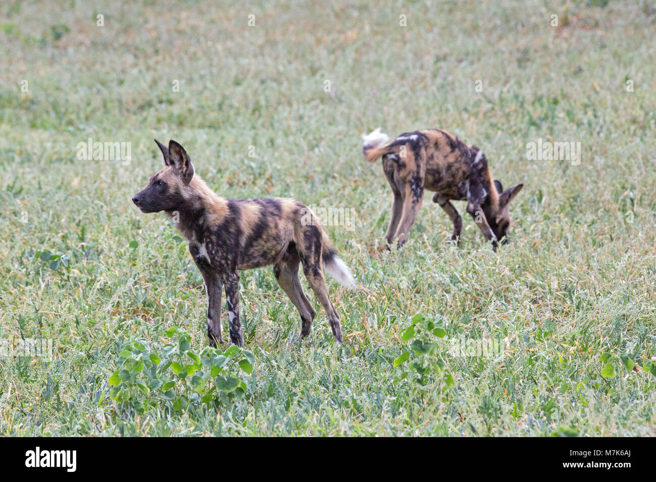 Chien de chasse africaine, chien sauvage d'Afrique, ou les lycaons (Lycaon pictus). Deux d'un pack se positionnant prêt à faire un coup, vite, des b Banque D'Images