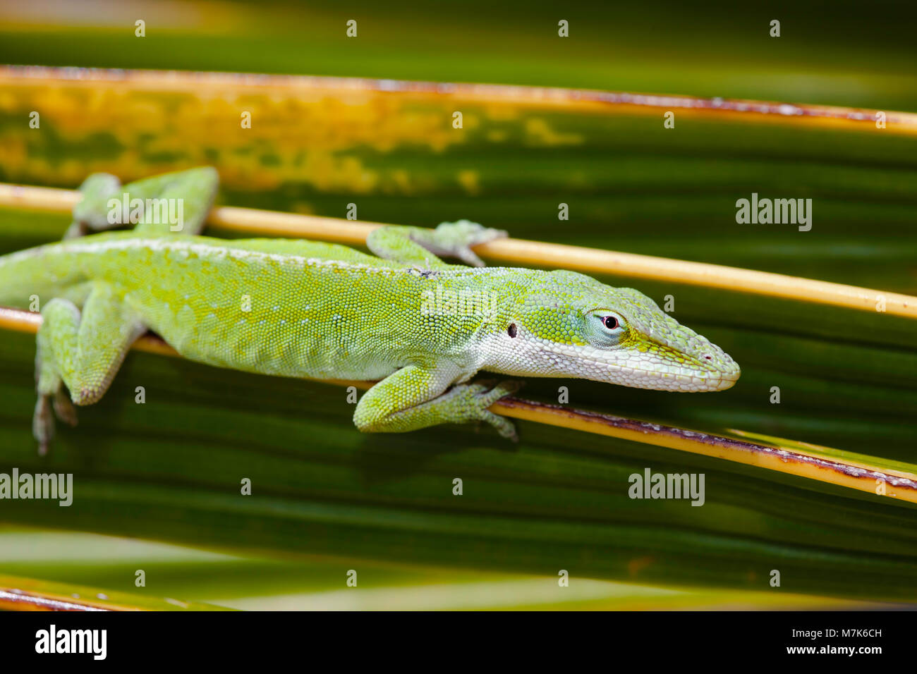 L'anole vert lézard Anolis carolinensis porcatus, photographié ici sur une palme, est originaire de Cuba et a été libéré en 1950 sur Oahu, Hawaii. Banque D'Images