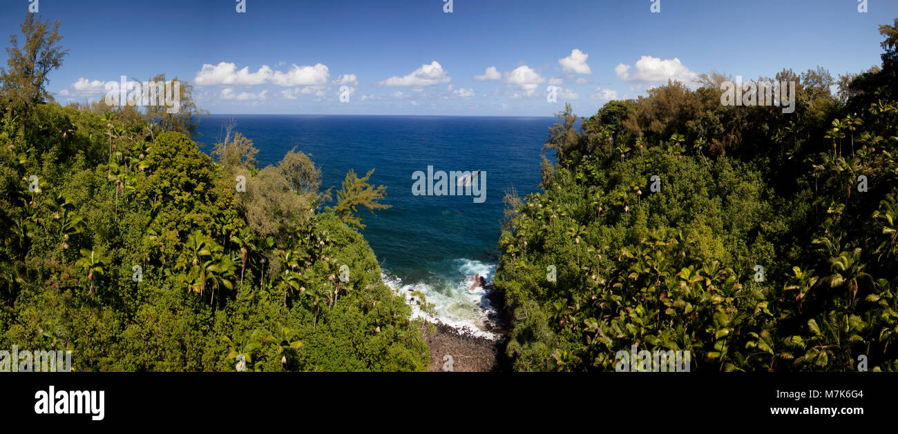 Violer un rorqual à bosse, Megaptera novaeangliae, est encadré par la luxuriante forêt tropicale de Nanue Gulch sur l'Hamakua Coast de la Grande Île, H Banque D'Images