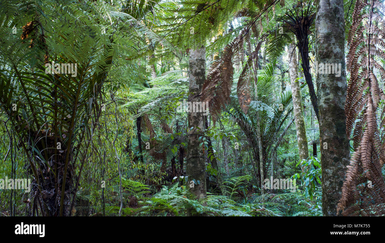 Les fougères et les fougères arborescentes entourent jeune Kauri. Banque D'Images