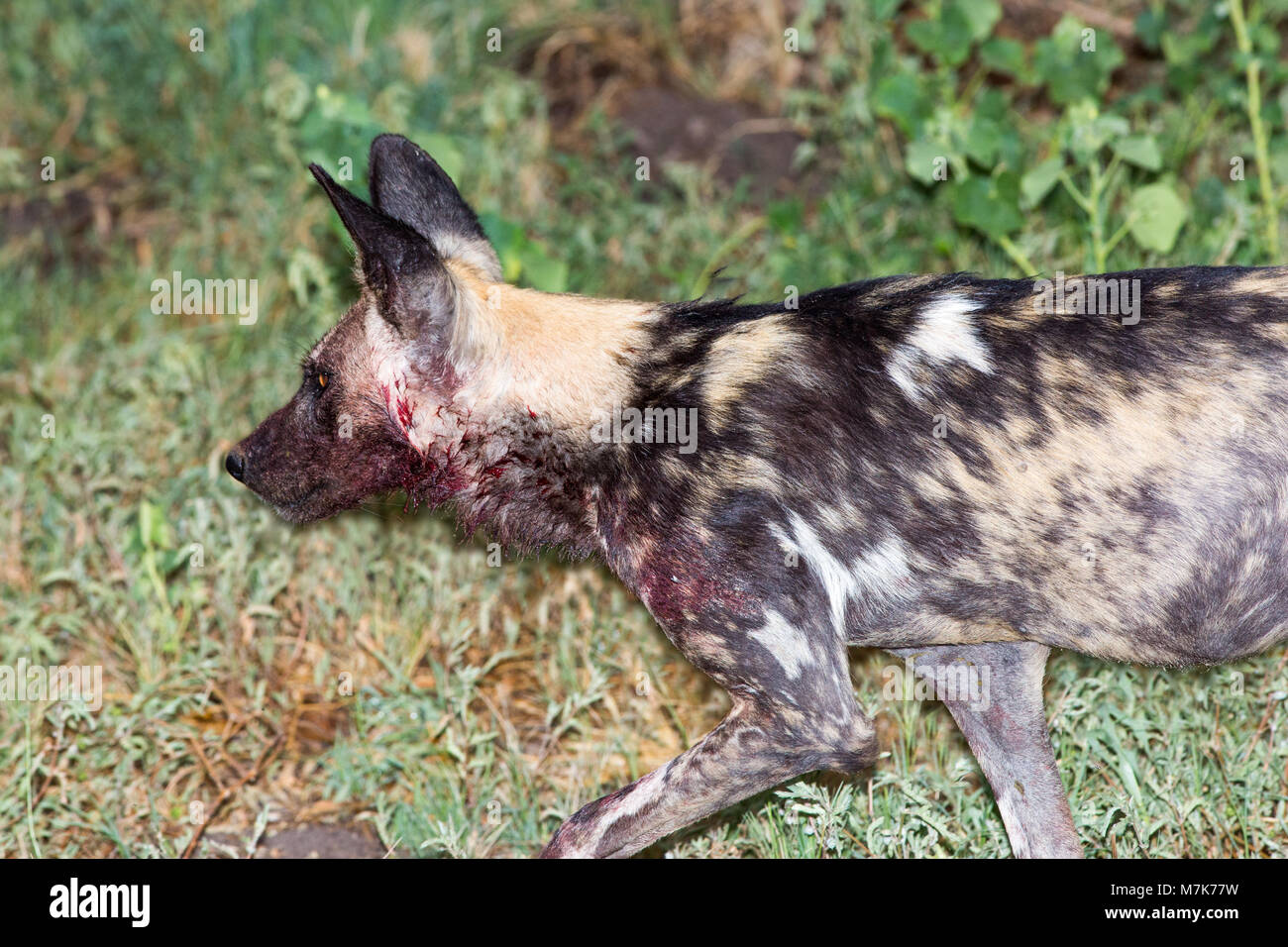 Chien De Chasse Africaine Chien Sauvage Dafrique Ou Peint