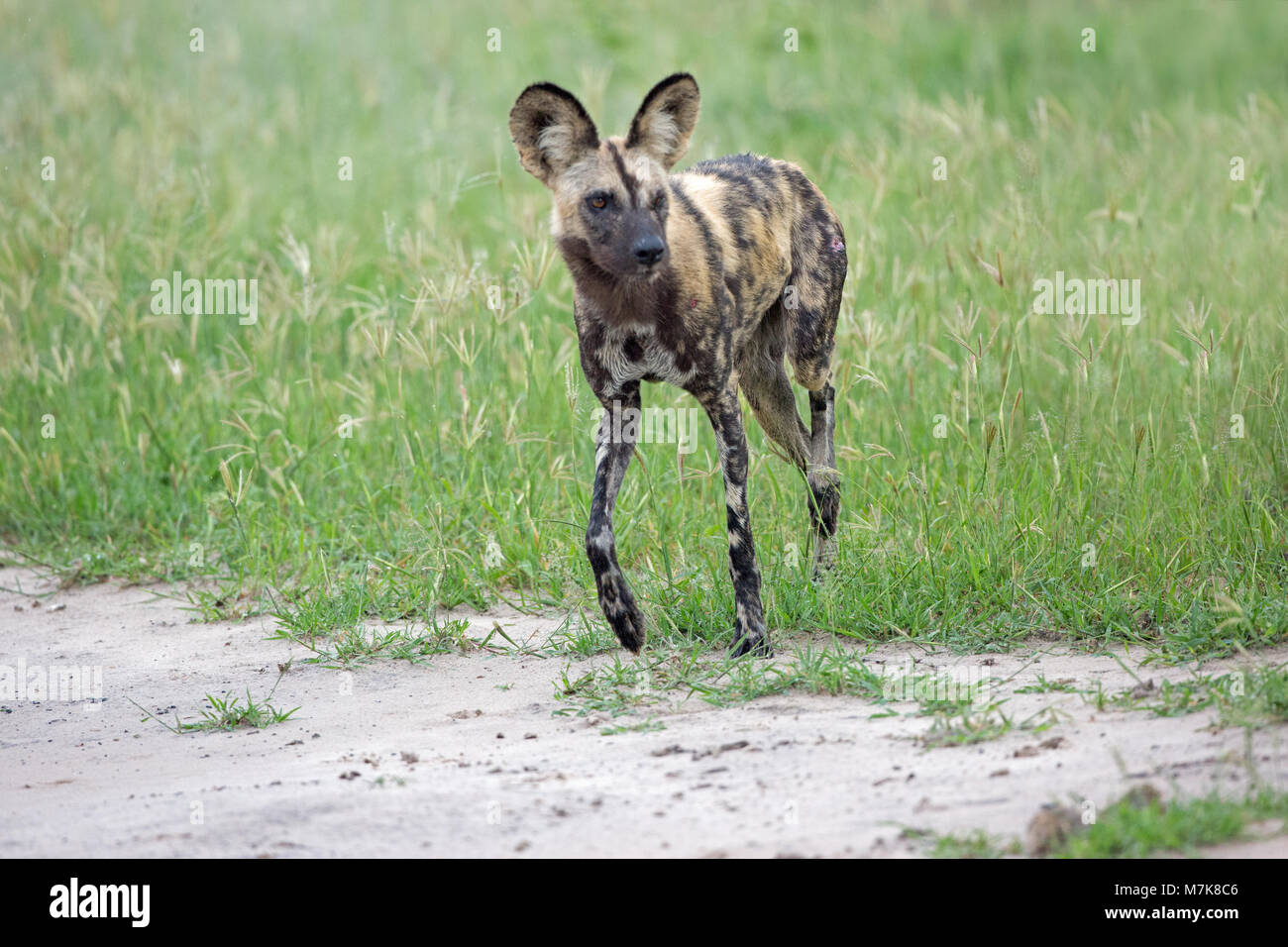 Chien de chasse africaine, chien sauvage d'Afrique, ou peint ou peint Chien Loup, (Lycaon pictus). Membre de la Meute se positionne vers bush cache avant d'chase Banque D'Images