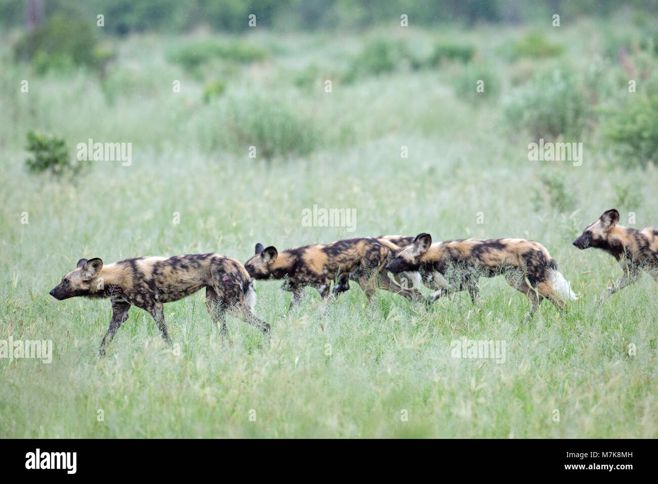 Chien de chasse africaine, chien sauvage d'Afrique, ou peint ou peint Chien Loup, (Lycaon pictus). Se positionnant au pack autour de bush, prêt t Banque D'Images