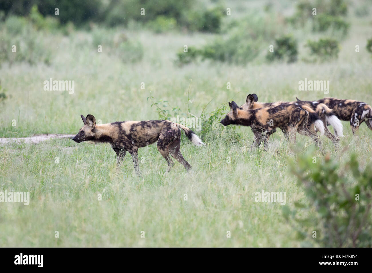 Chien de chasse africaine, chien sauvage d'Afrique, ou peint ou peint Chien Loup, (Lycaon pictus). Se positionnant au pack autour de bush, prêt t Banque D'Images