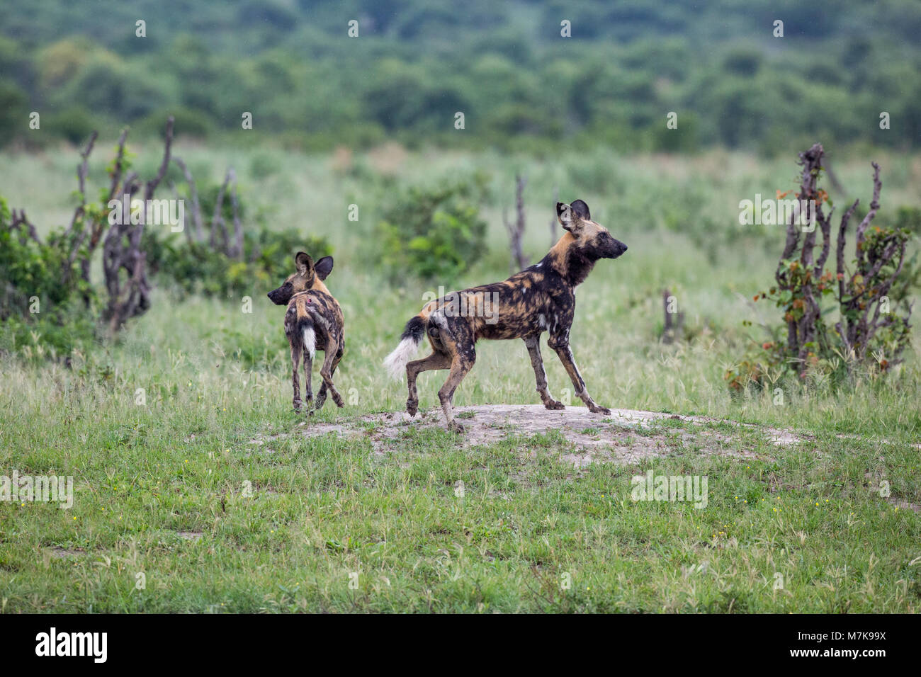 Hunting​ africains, les chiens ou les chiens sauvages d'Afrique ou de l'Afrique Les lycaons ou peint les loups (Lycaon pictus). Deux animaux, alerté la posture, avoir entendu d'autres Banque D'Images