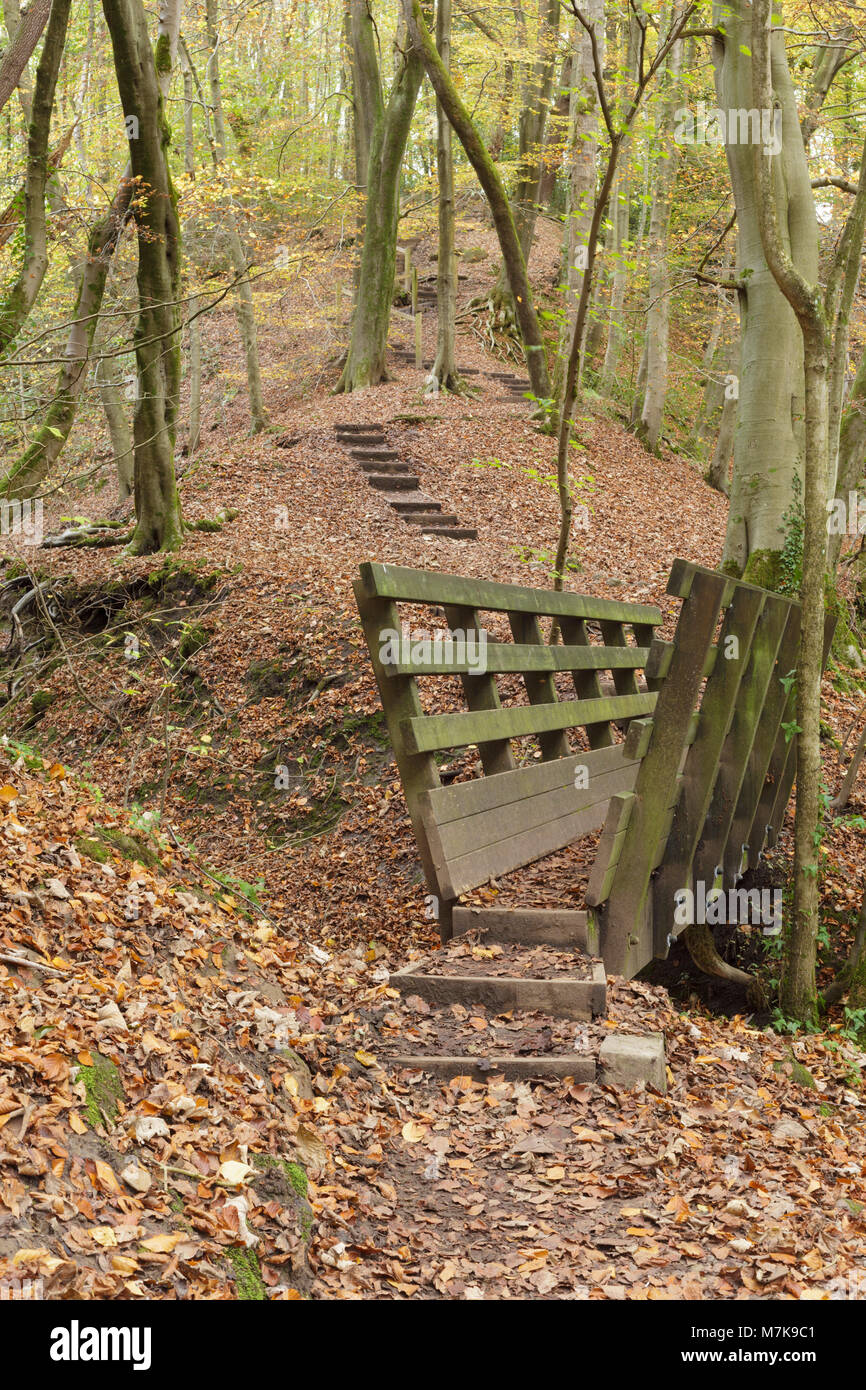 Vue de la passerelle en bois à Eller Beck avec les feuilles tombées, Skipton Skipton, Woods, North Yorkshire, Angleterre, Novembre Banque D'Images