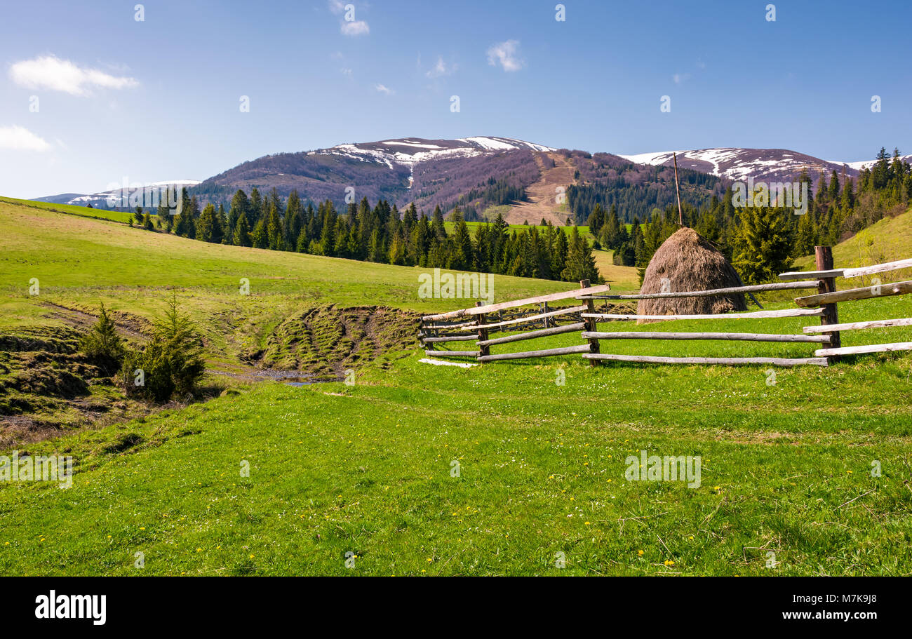 Beau paysage rural au printemps. clôture de bois et de foin sur une colline herbeuse au pied de la crête de montagne Borzhava aux cimes enneigées. Banque D'Images