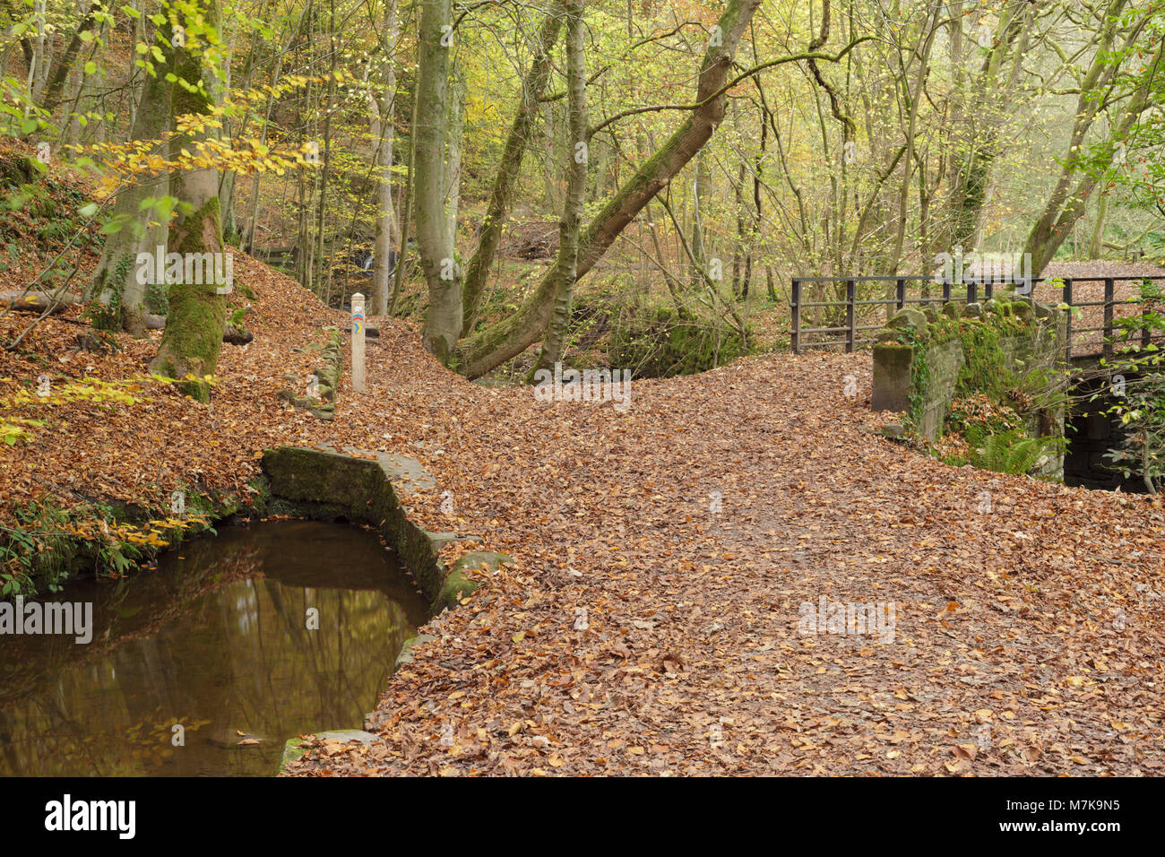 Sentier couvert de feuilles tombées et passerelle à Eller Beck, Skipton Skipton, Woods, North Yorkshire, Angleterre, Novembre Banque D'Images
