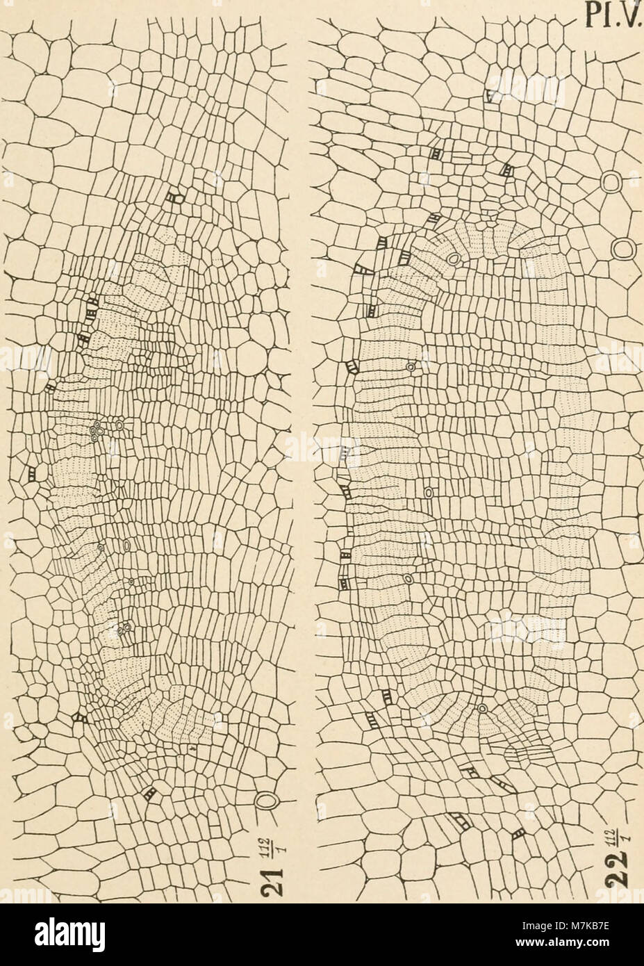 Archives de l'Institut botanique de l'Université de Lige' (1897-) (19130134974) Banque D'Images