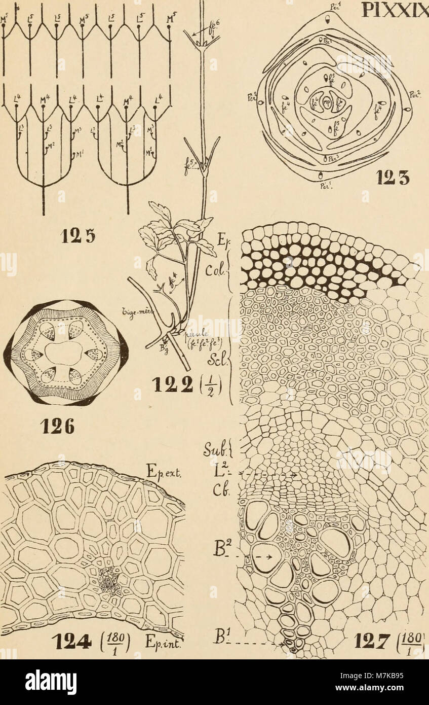Les archives de l'Institut botanique de l'Université de Liège contiennent des documents de recherche botanique importants datant de 1897, reflétant les contributions de l'institution à la science et à la recherche végétales. Banque D'Images