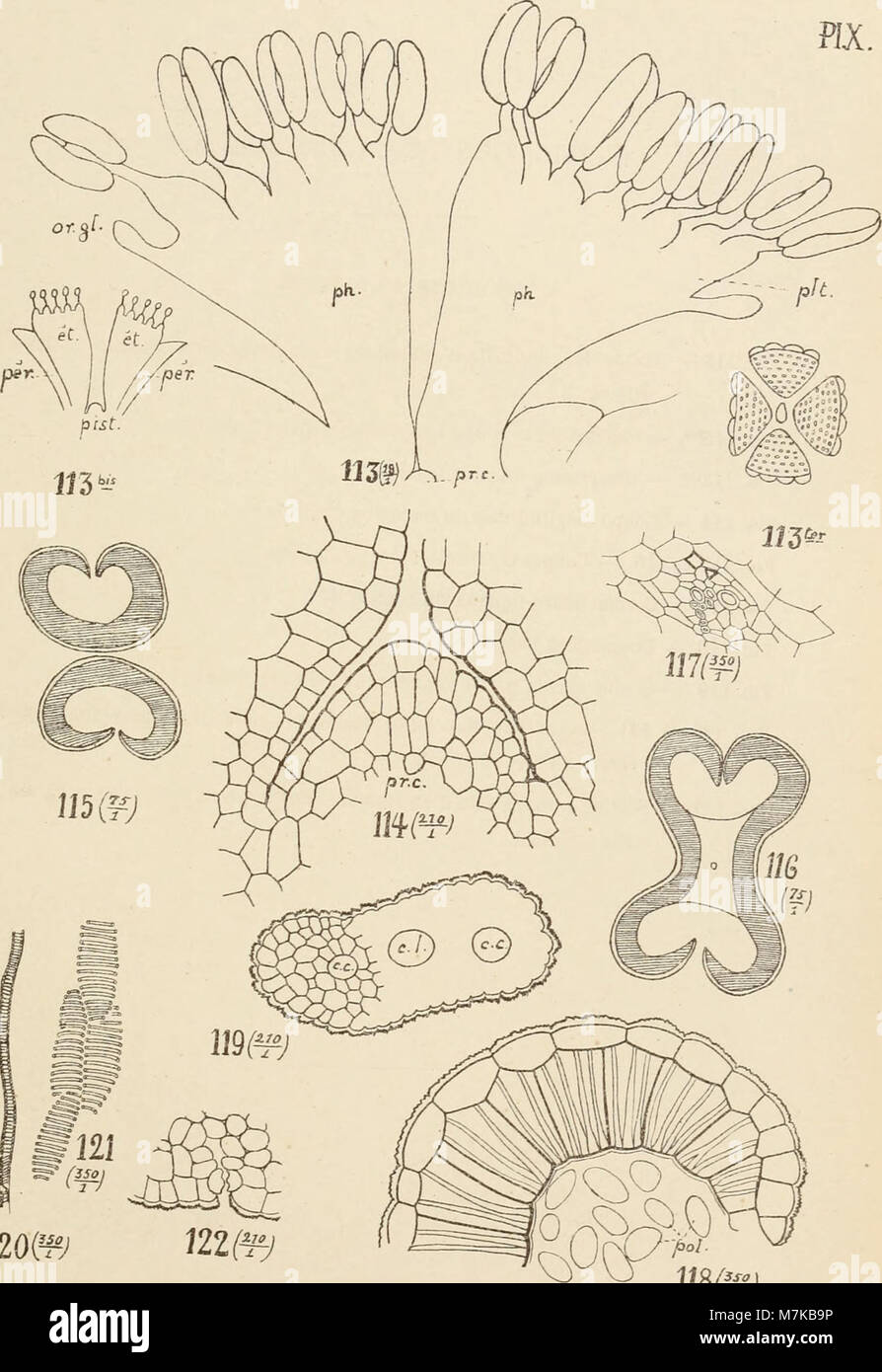 Les archives botaniques de l'Université de Liège, datant de 1897, contiennent des études détaillées sur les espèces végétales, la taxonomie et la botanique. Banque D'Images