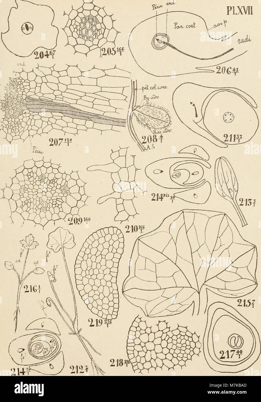 Les archives botaniques de l’Université de Liège, documentant les recherches et découvertes végétales depuis 1897, mettant en valeur des contributions significatives à la botanique. Banque D'Images