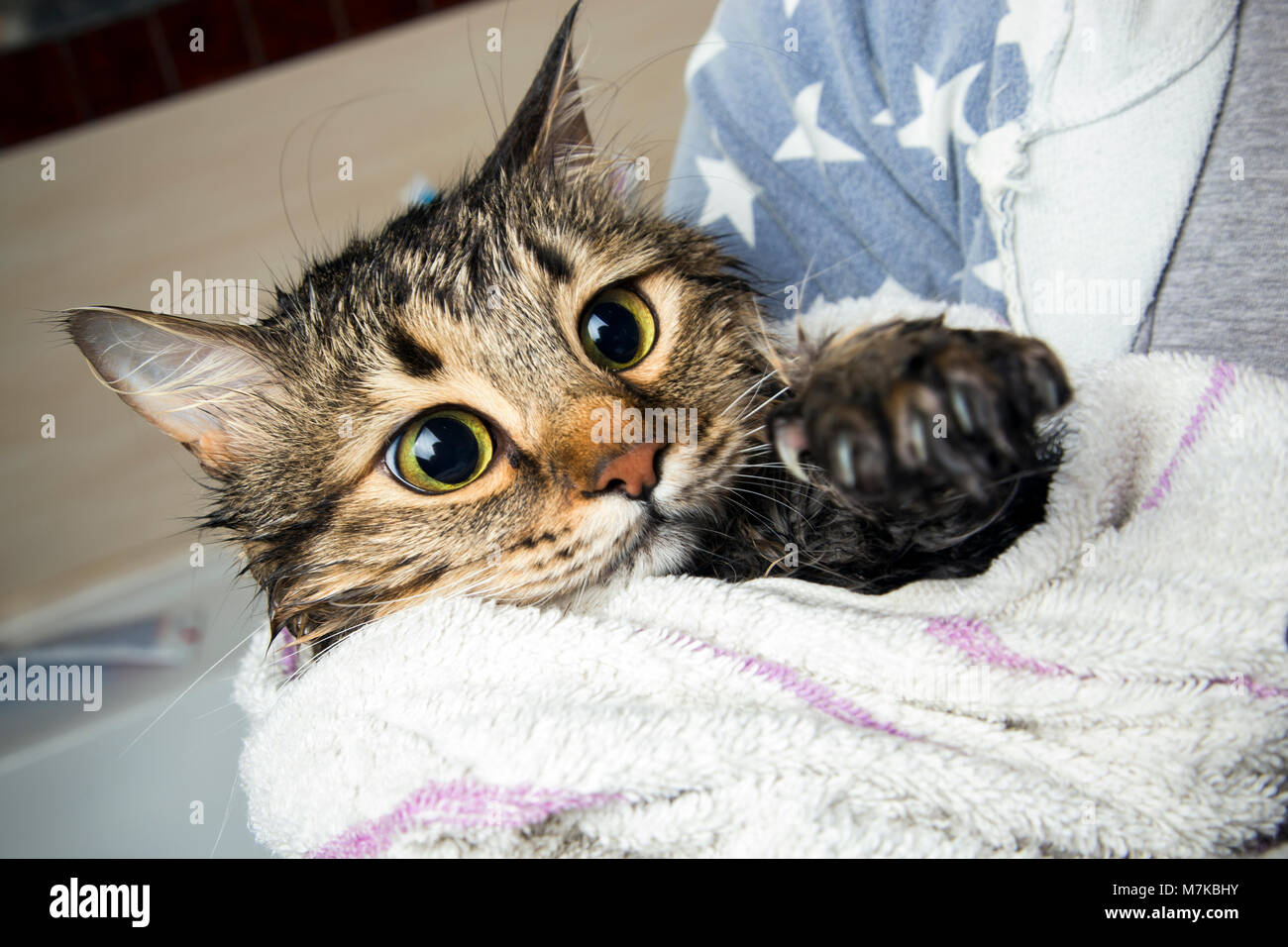 Un Chat Dans Une Serviette Apres Le Bain Regarde Avec Horreur A L Etat Humide Paw Image De Fond Photo Stock Alamy