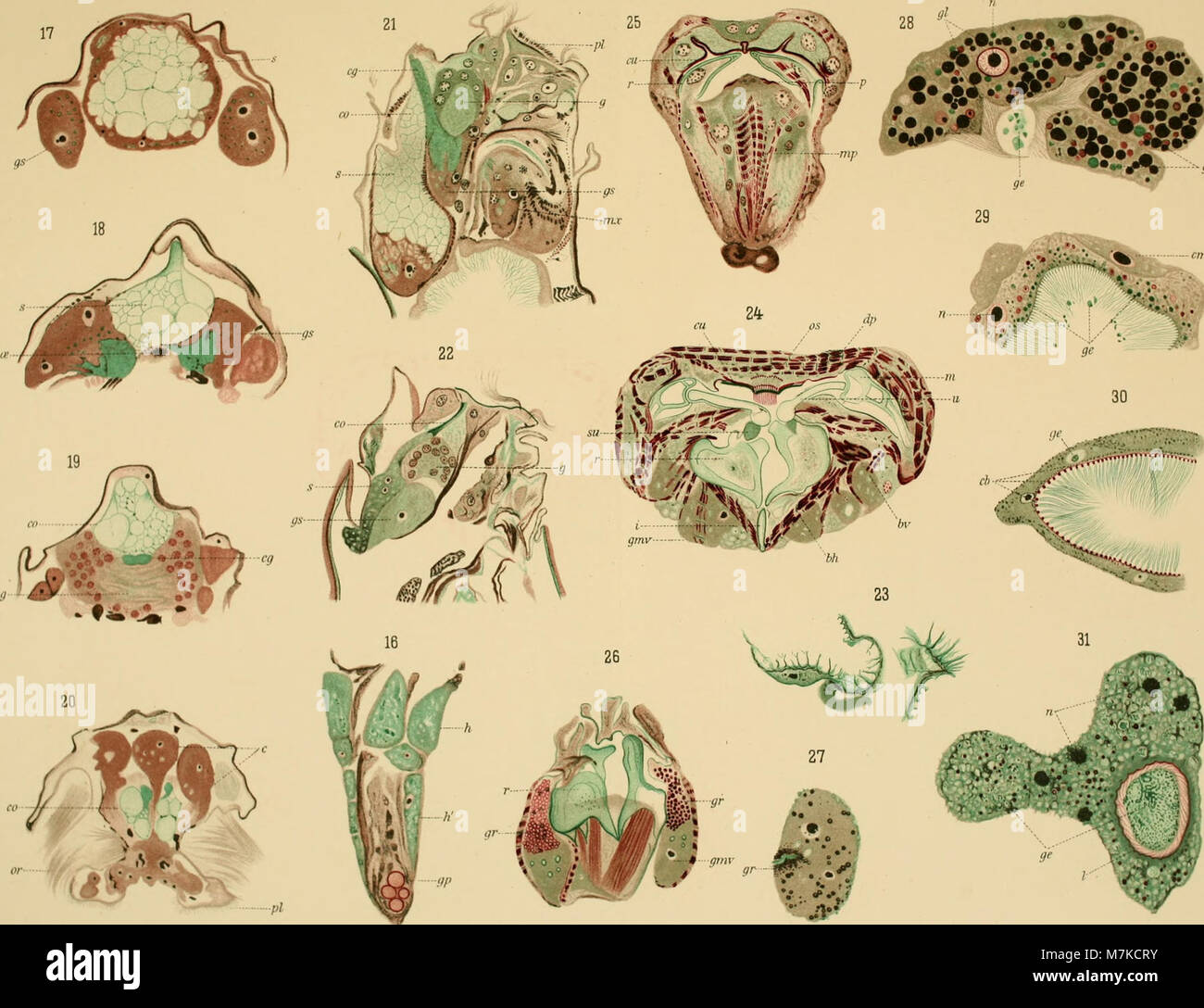 Un volume de 1909 des Archives de zoologie expérimentale et générale, une revue scientifique française publiant des recherches sur la zoologie expérimentale et générale, y compris la biologie animale et la physiologie comparée. Banque D'Images