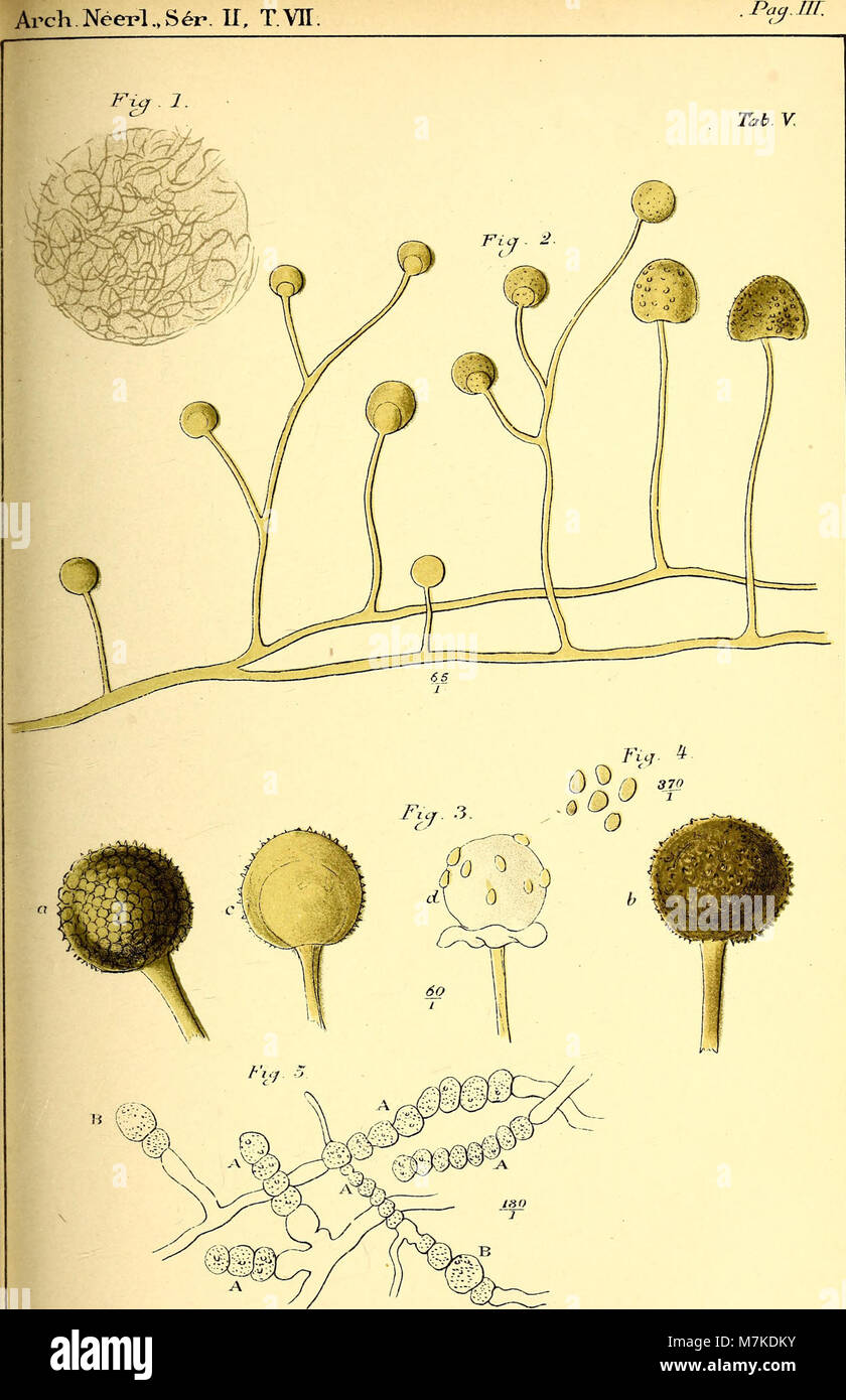 Archives néerlandaises des sciences exactes et naturelles (1902) (20318792022) Banque D'Images