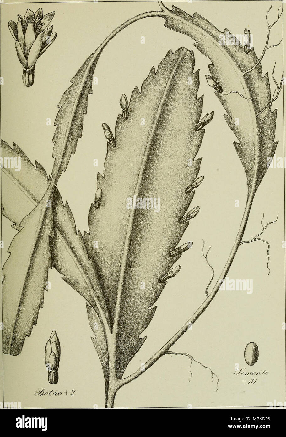 Les Archives du jardin botanique de Rio de Janeiro documentent la riche biodiversité et les recherches botaniques du jardin depuis sa création en 1915. Cette collection fournit un aperçu des espèces végétales, des études écologiques et des efforts de conservation du jardin. Banque D'Images