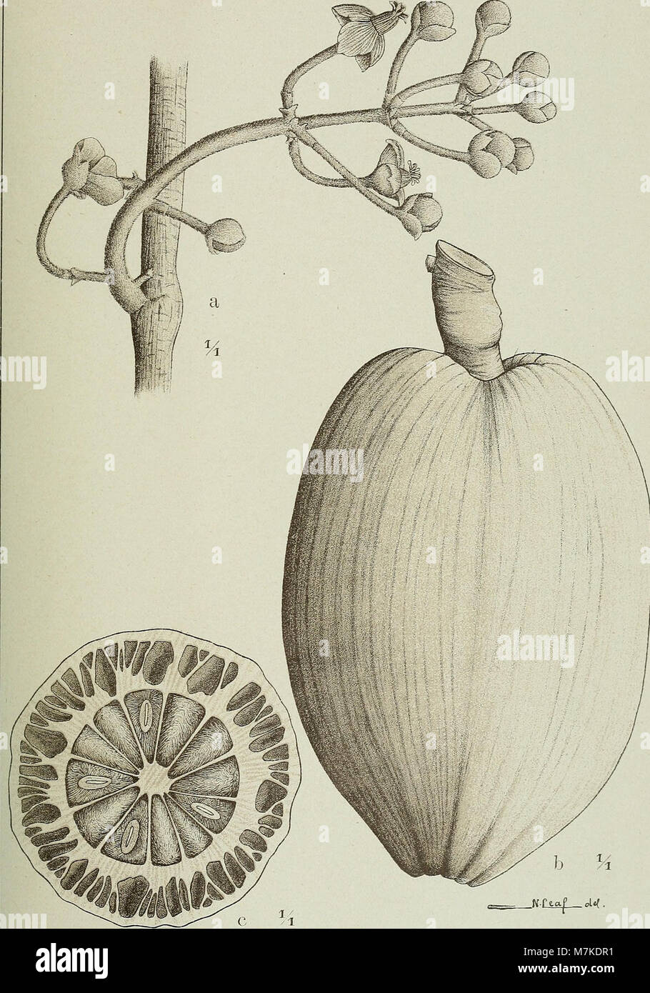 Les « Archivos do Jardim Botânico do Rio de Janeiro » sont une série d'archives botaniques documentant les espèces végétales et les recherches menées au jardin botanique de Rio de Janeiro, fondé en 1915. Banque D'Images