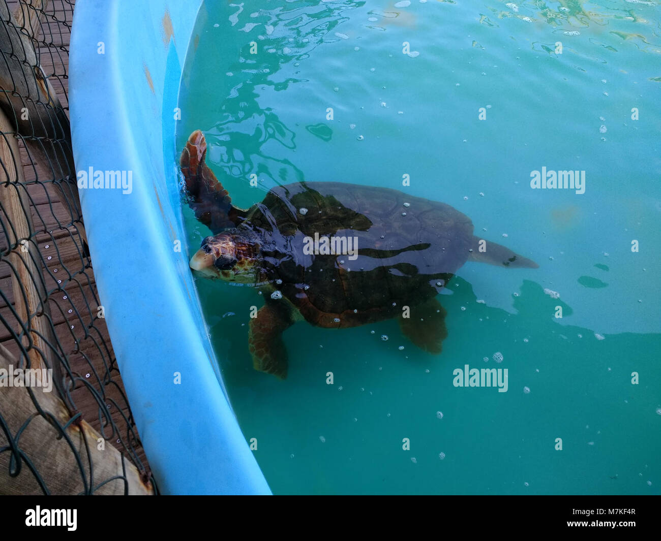 Des tortues en captivité au Projeto Tamar, Florianópolis 1 Banque D'Images