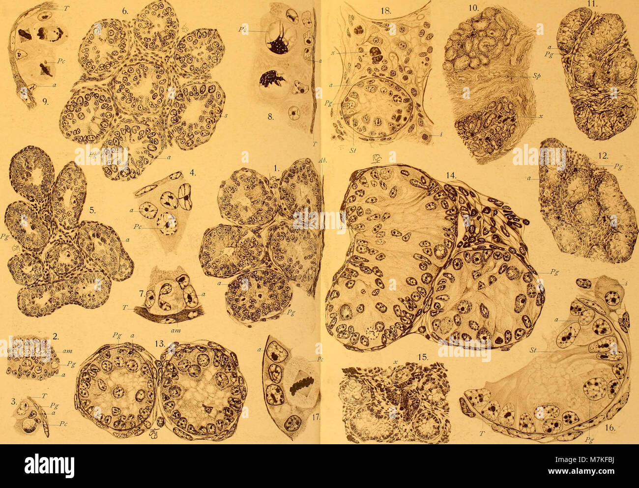 Archiv für mikroskopische Pot (1911) (20335905341) Banque D'Images