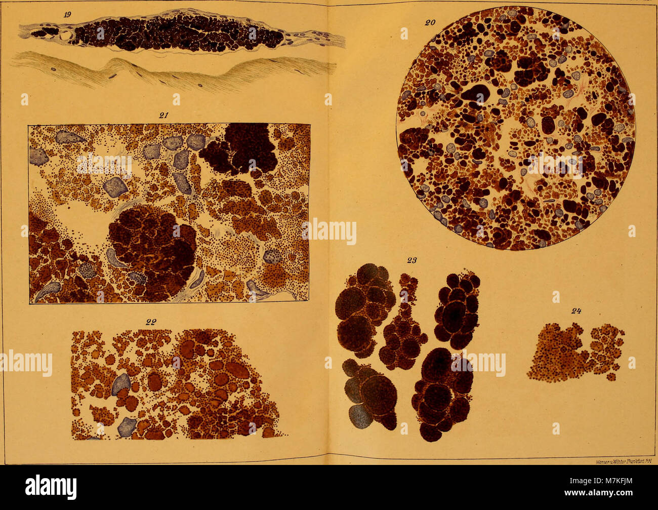 Le numéro de 1920 de *Archiv für mikroskopische anatomie* présente des études en anatomie microscopique, explorant les structures cellulaires et tissulaires pertinentes pour la biologie et la médecine. Banque D'Images