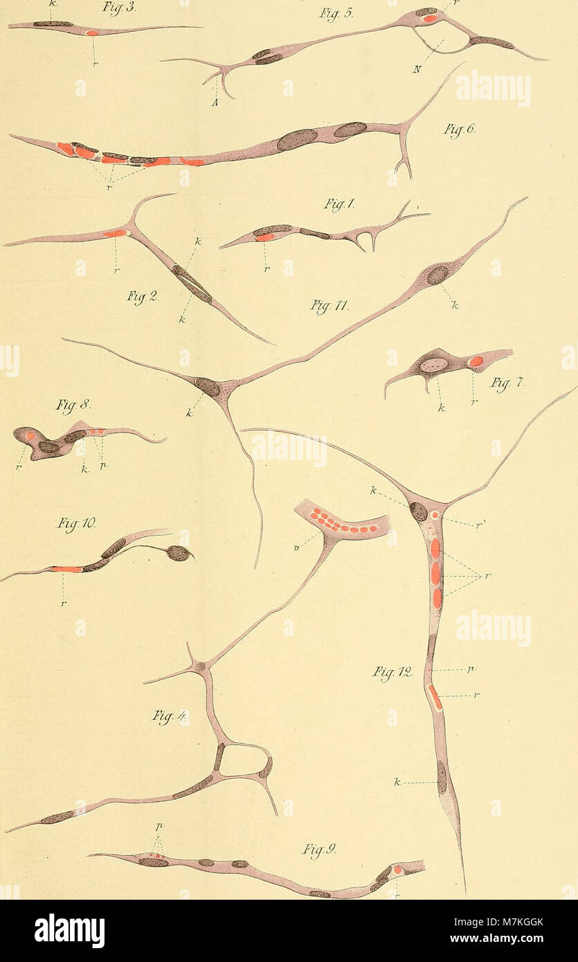 Le numéro 1891 d'Archiv für physiologie présente des recherches expérimentales sur la physiologie humaine et comparée, explorant les mécanismes de la fonction biologique et organique. Banque D'Images