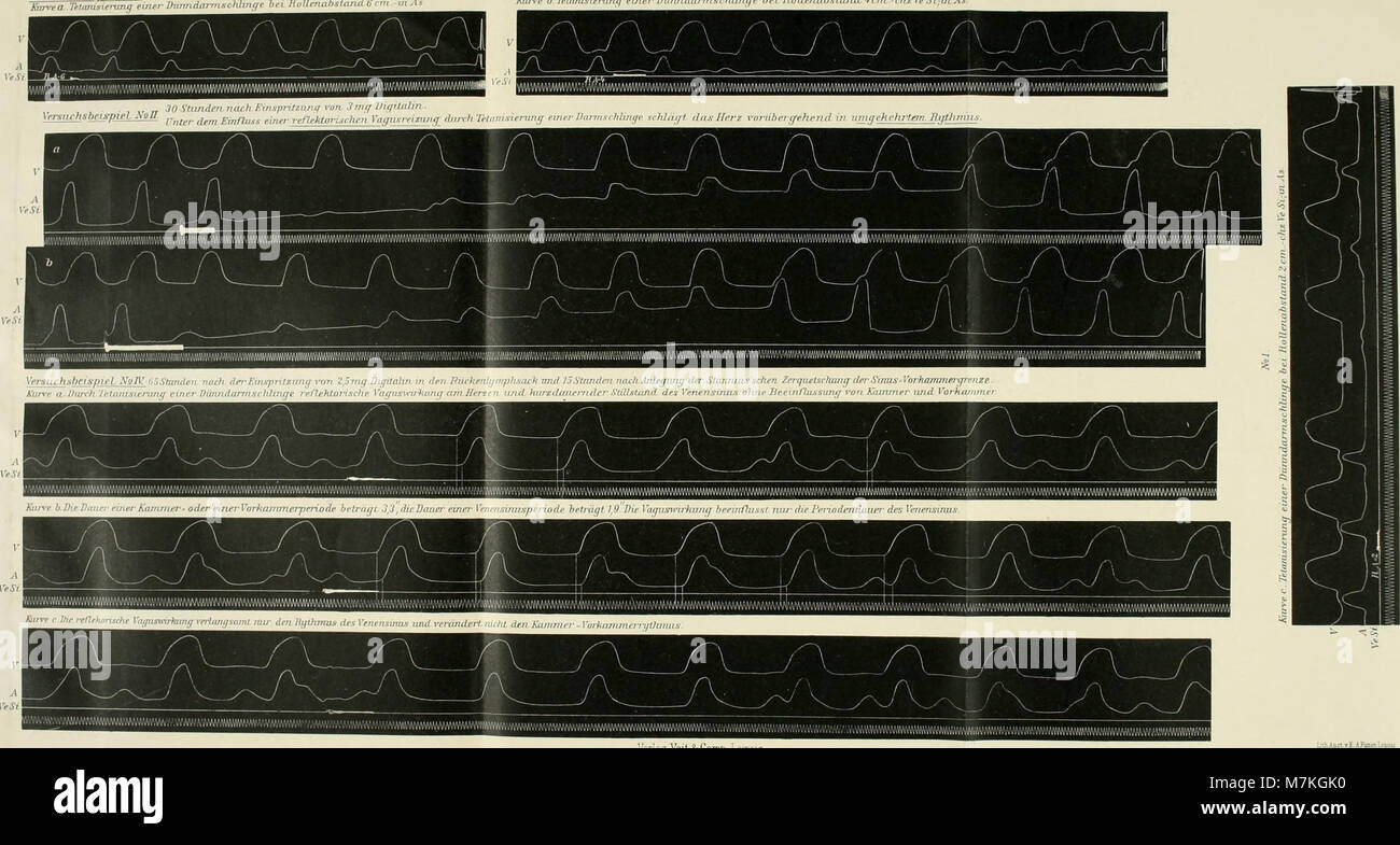Un numéro de 1904 de 'Archiv für physiologie', présentant des études académiques sur la physiologie humaine et comparée menées dans des laboratoires du début du XXe siècle. Banque D'Images