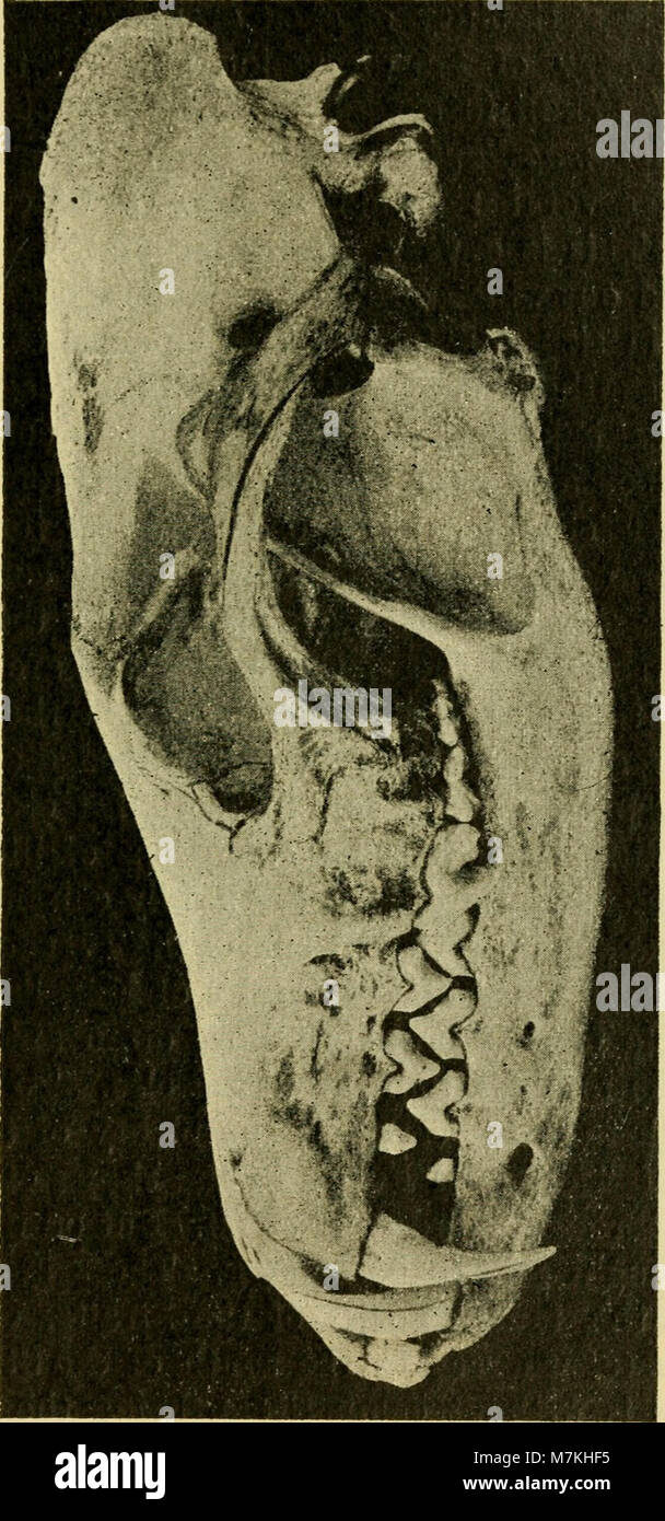 Revue zoologique de 1918 à 1920 présentant des recherches universitaires sur la classification animale, l'anatomie et les études biologiques. Banque D'Images