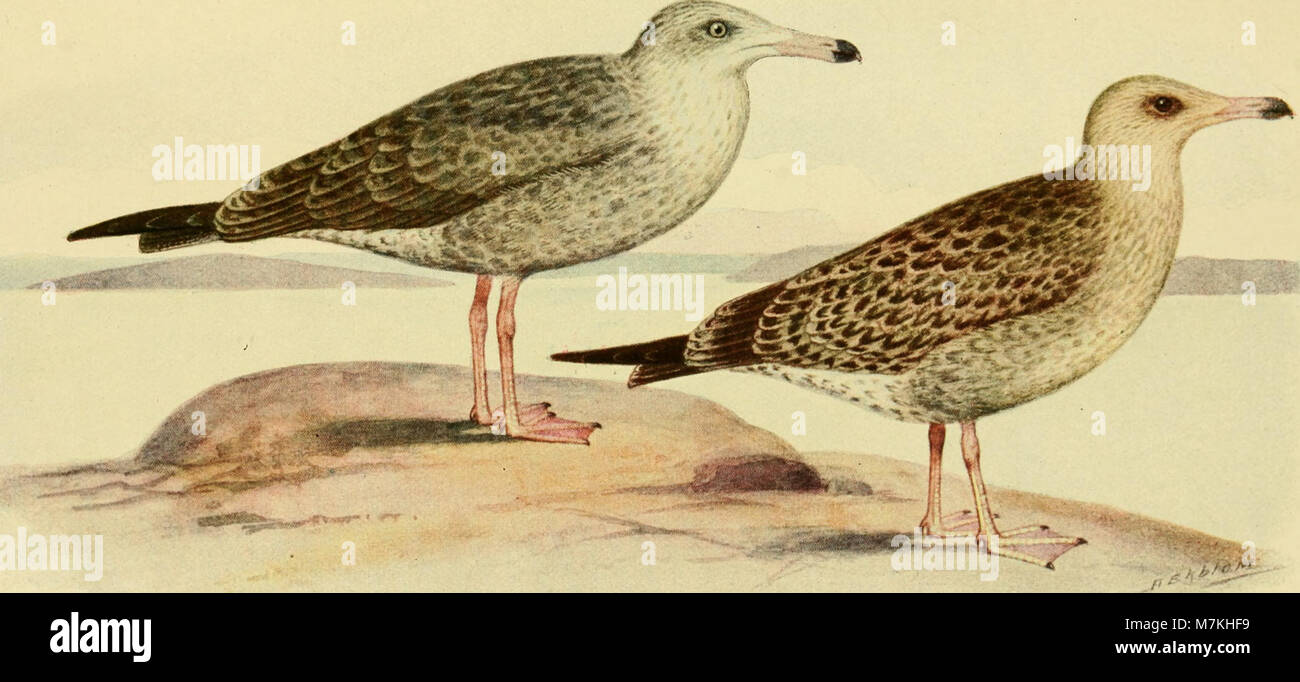 Une revue scientifique publiée entre 1918 et 1920 publiant des articles de recherche sur la taxonomie animale, l'anatomie et les études zoologiques. Banque D'Images