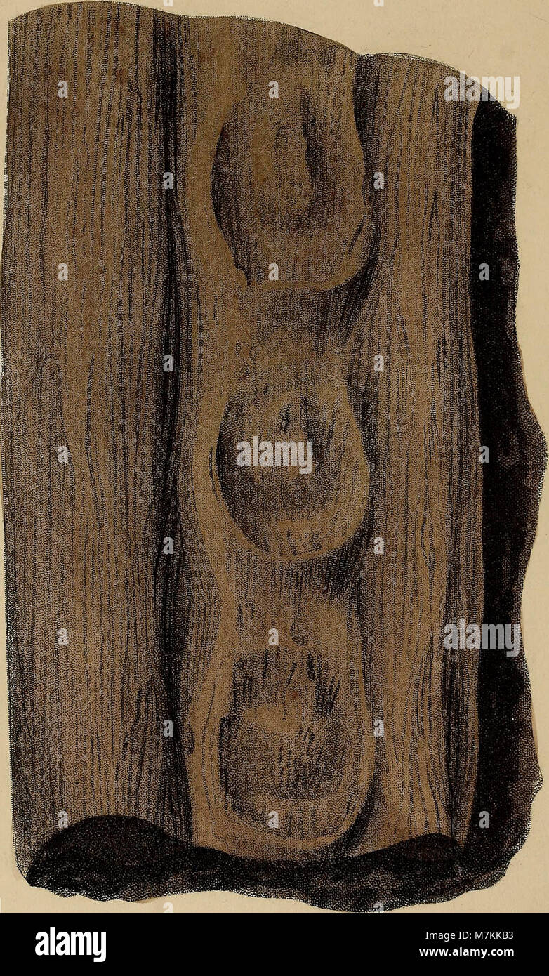 Un atlas pictural de 1850 combinant des illustrations fossiles de Parkinson et Artis, montrant des plantes et des animaux préhistoriques pour documenter les premières formes de vie de la Terre à travers des gravures détaillées. Banque D'Images
