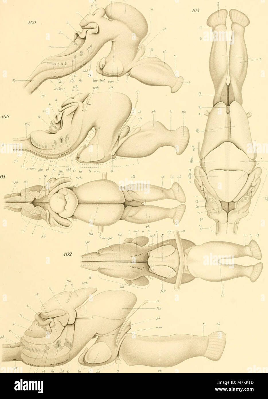 L’ouvrage « Beiträge zur Entwicklungsgeschichte und anatomie der Wirbeltiere » (1903) de Hugo Hermann Schauinsland présente des études embryologiques et anatomiques de vertébrés, dont des représentants tels que Sphenodon et Chamaeleo, et examine les membranes des ovules des sauropsides. Bibliothèque du patrimoine de la biodiversité+1 Banque D'Images