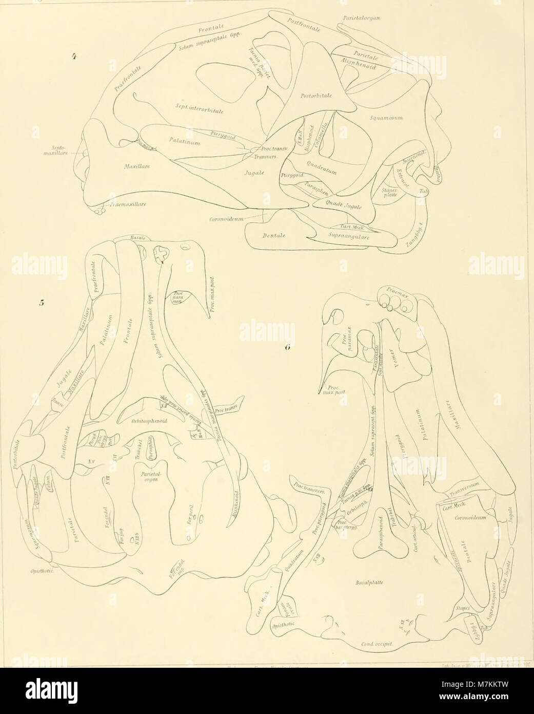 « Beiträge zur Entwicklungsgeschichte und anatomie der Wirbeltiere » (1903) de Schauinsland explore l’histoire du développement et l’anatomie des vertébrés, y compris des études sur les membranes des ovules chez les sauropsides et la morphologie embryologique des reptiles. Bibliothèque du patrimoine de la biodiversité+1 Banque D'Images