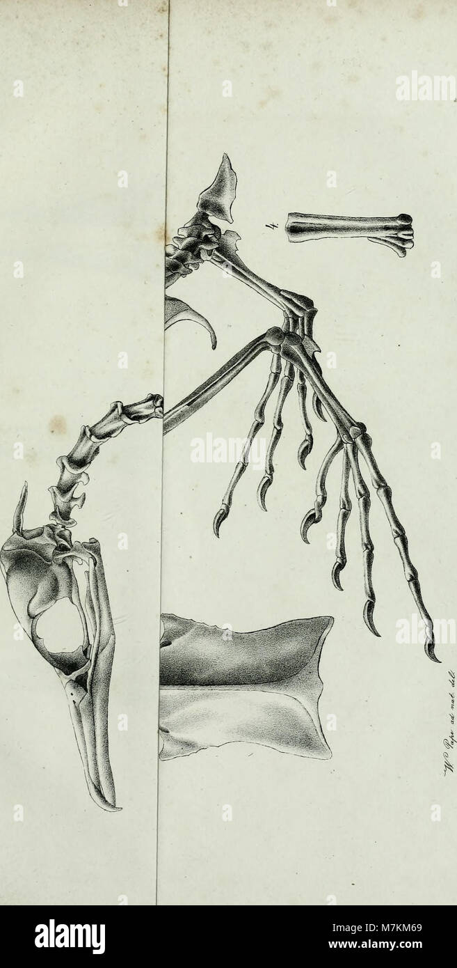Beiträge zur Kenntniss der Naturgeschichte der Vögel - mit besonderer Beziehung auf Skeletbau und Vergleichende Zoologie (1839) (20336888926) Banque D'Images