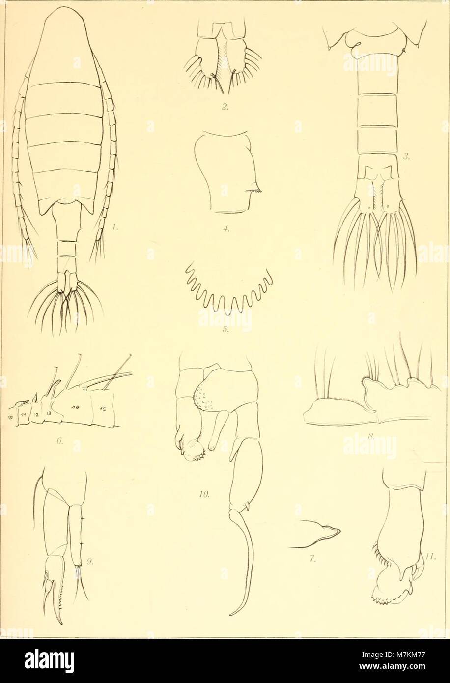 Beiträge zur Kenntnis der Land- und Süsswasserfauna Deutsch-Südwestafrikas. Ergebnisse der Hamburger deutsche-südwestafrikanischen 1911 Studienreise (1914-1916) (19740595724) Banque D'Images