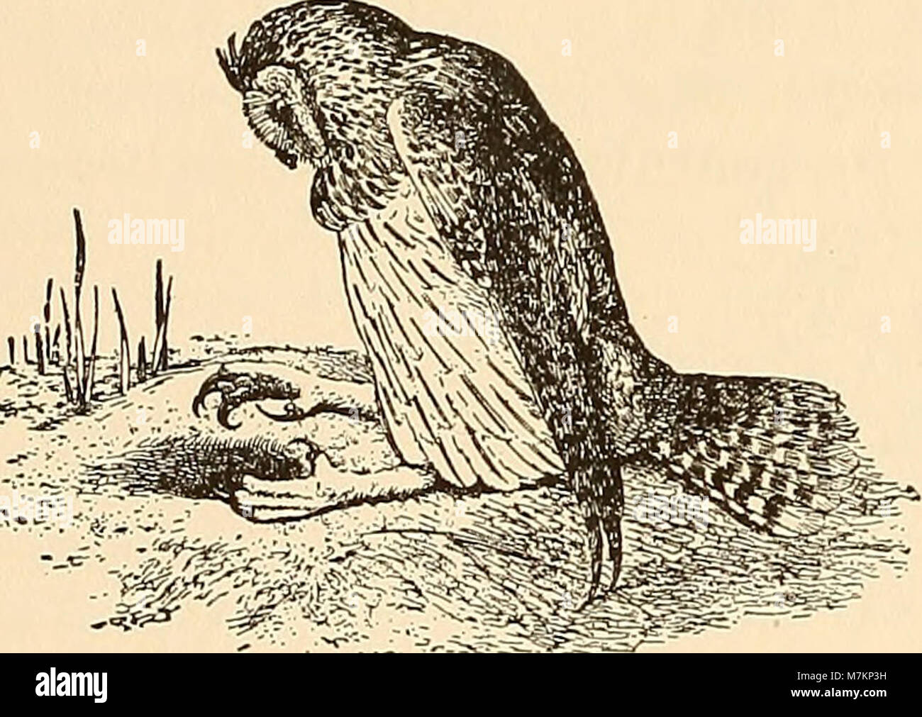 « Birds of Massachusetts and other New England states » (1925) est un guide complet des espèces d'oiseaux de la région. Il fournit des illustrations détaillées et des descriptions des oiseaux locaux, contribuant aux premières recherches ornithologiques en Nouvelle-Angleterre. Banque D'Images