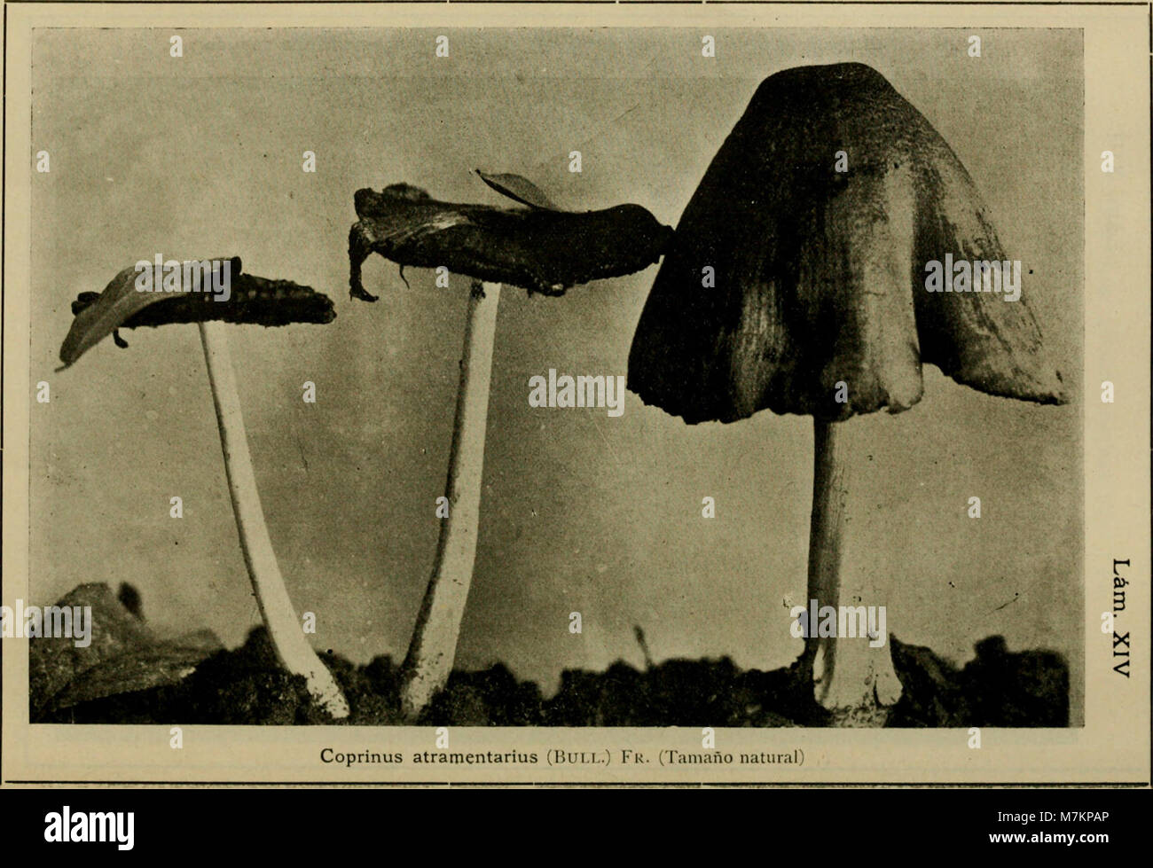 Boletín del Museo Nacional de Chile (1916) (20363119296) Banque D'Images