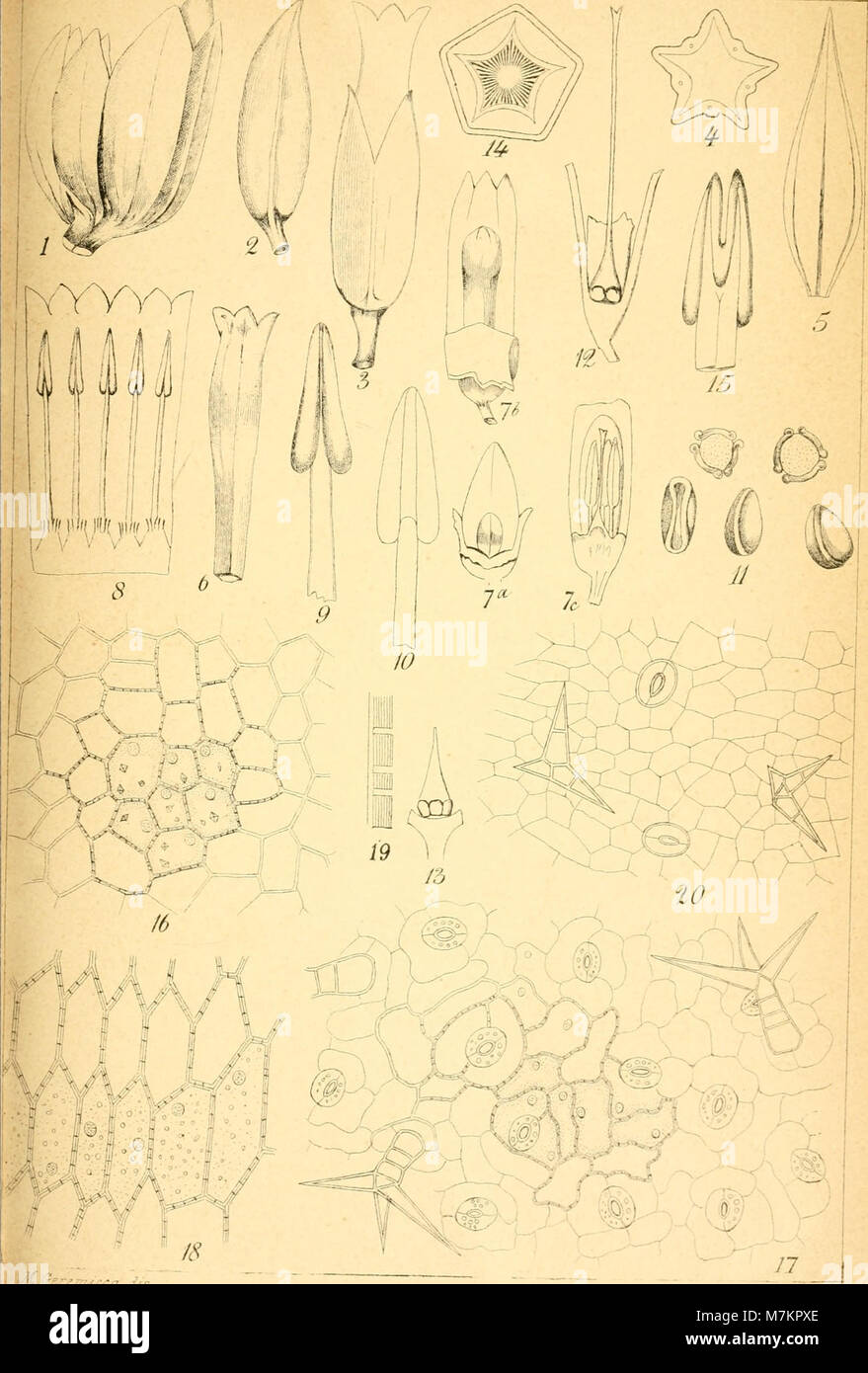 Bulletin de la Società dei naturalisti à Naples (1902) (20398008941) Banque D'Images