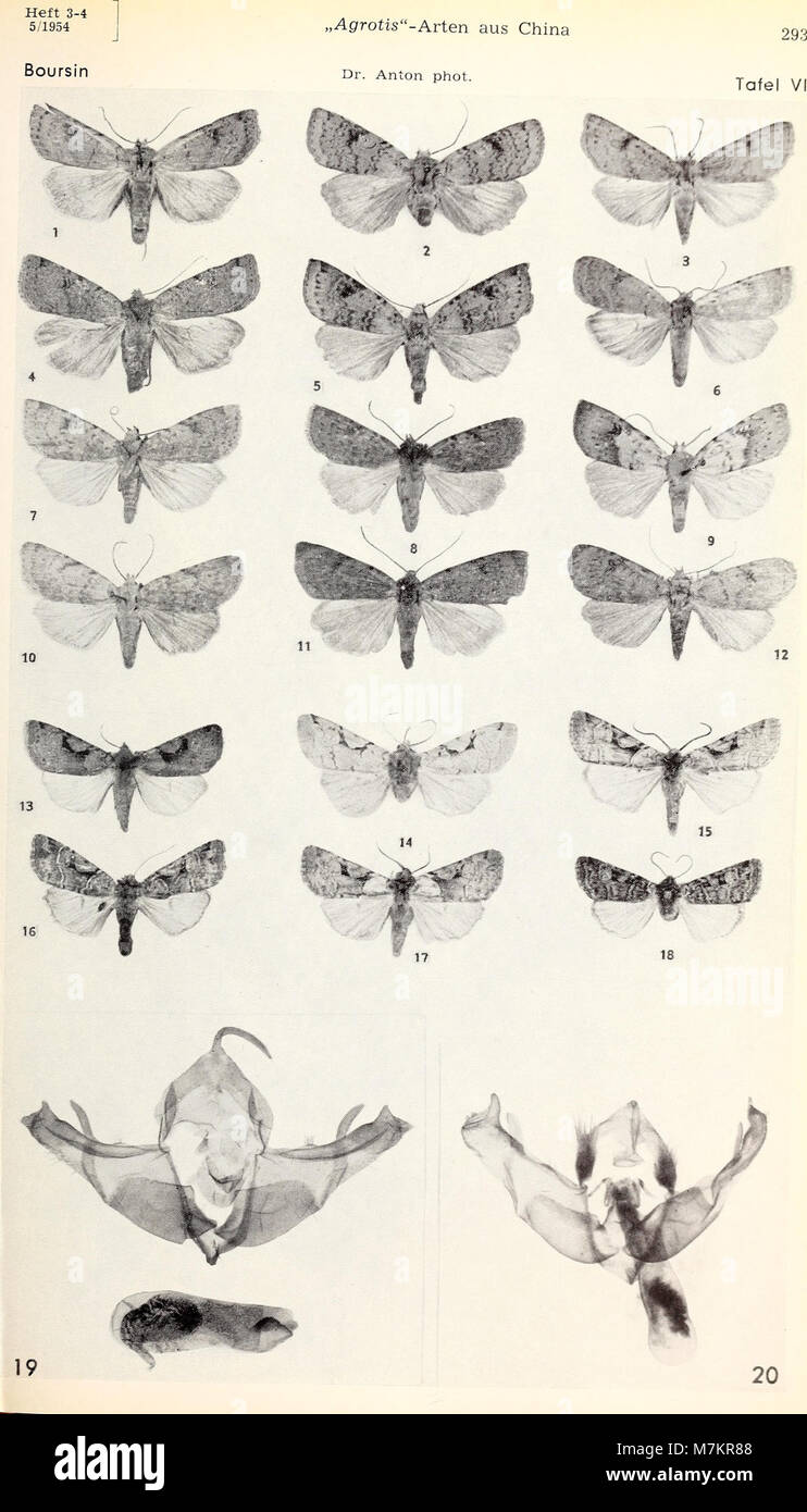 Bonner zoologische Beiträge - Herausgeber- Zoologisches Forschungsinstitut und Museum Alexander Koenig, Bonn (1954) (20393916025) Banque D'Images