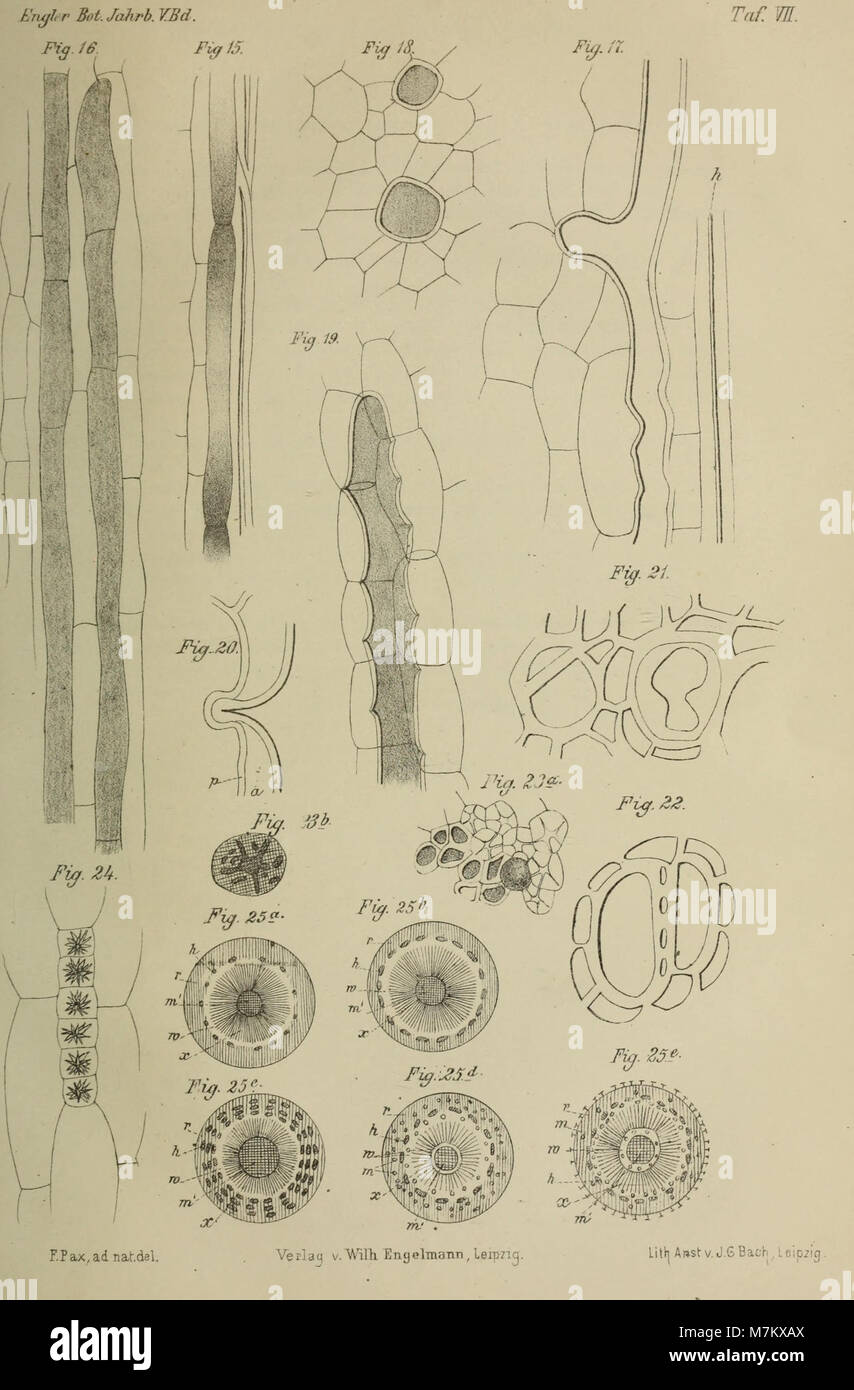 Botanische Jahrbücher für Systematik und, Pflanzengeschichte Pflanzengeographie (1884) (14798568973) Banque D'Images