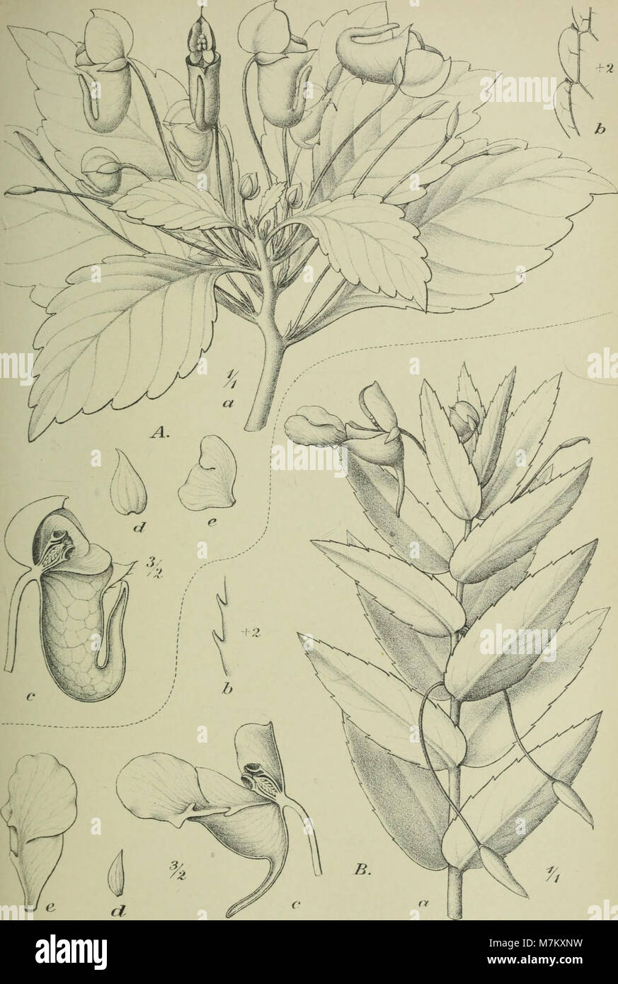 Une revue scientifique publiée en 1902, axée sur la systématique des plantes, l'histoire des plantes et la géographie des plantes. Il comprend des recherches du début du XXe siècle sur la classification, l'évolution et la distribution des plantes, contribuant aux fondements de la botanique moderne. Banque D'Images
