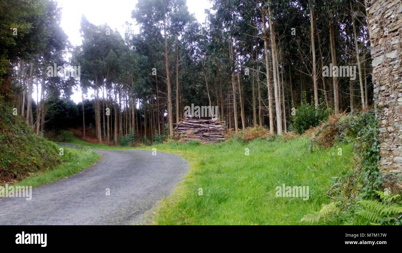 Castro de Crecente, situé à Valdoviño, est une ancienne colonie fortifiée datant de la préhistoire. Le site est un site archéologique offrant un aperçu des premiers schémas de peuplement et des structures défensives des premiers habitants de la région. Banque D'Images