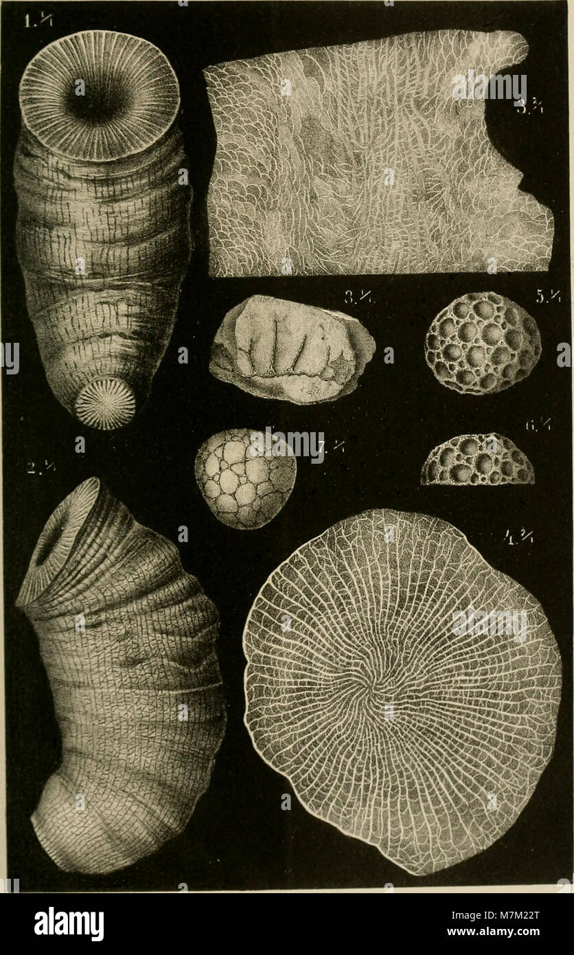 Abhandlungen zur geologischen Specialkarte von Preussen und den Thüringischen Staaten (1885) (16561540697) Banque D'Images