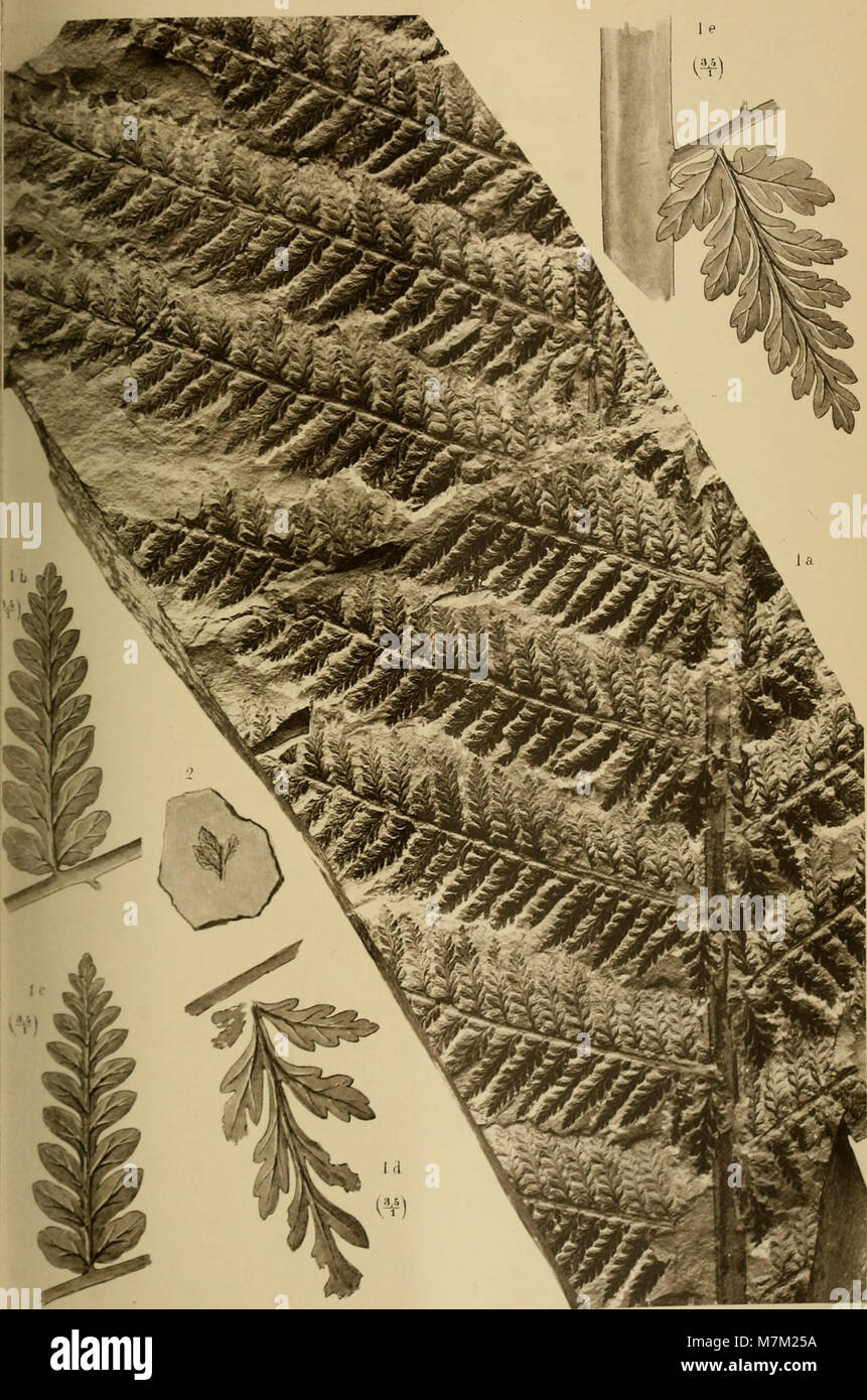 Abhandlungen zur geologischen Specialkarte von Preussen und den Thüringischen Staaten (1893) (16561276587) Banque D'Images