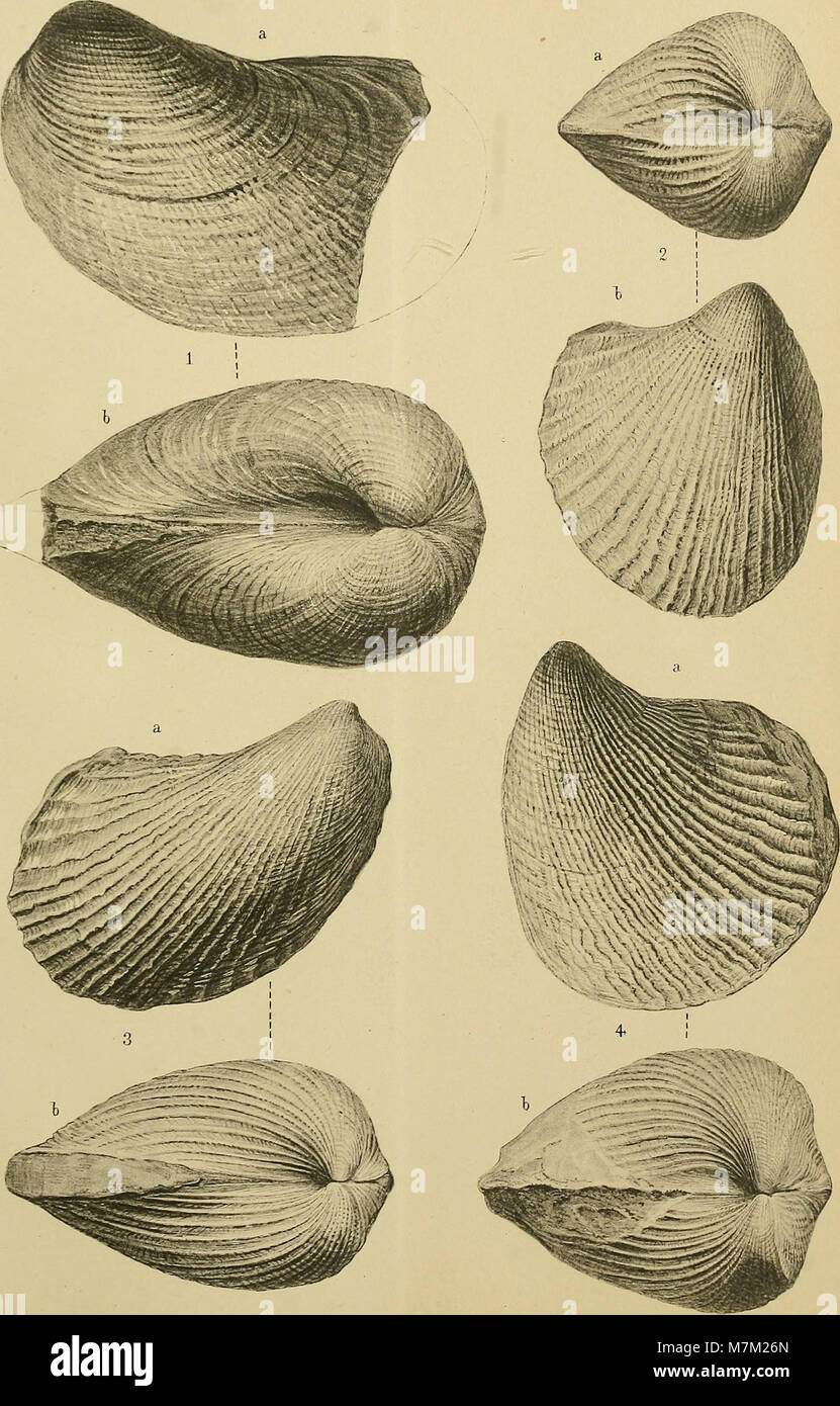 Abhandlungen zur geologischen Specialkarte von Preussen und den Thüringischen Staaten (1893) (16767893371) Banque D'Images