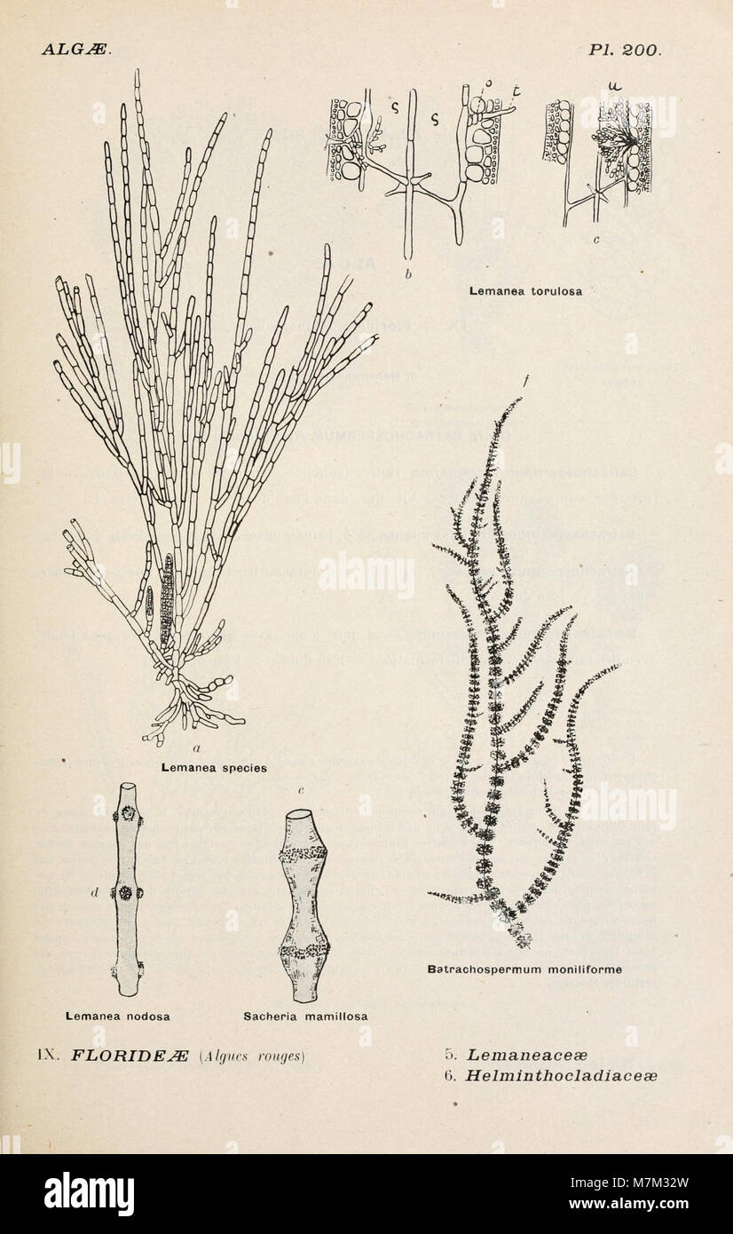 Album général des cryptogames, Pl. 200 Banque D'Images