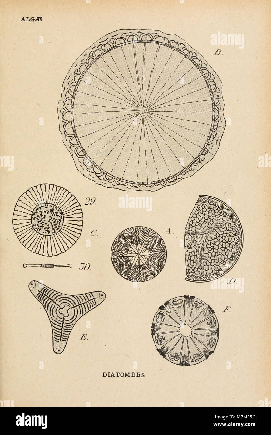 Album général des cryptogames, Pl. 293 Banque D'Images