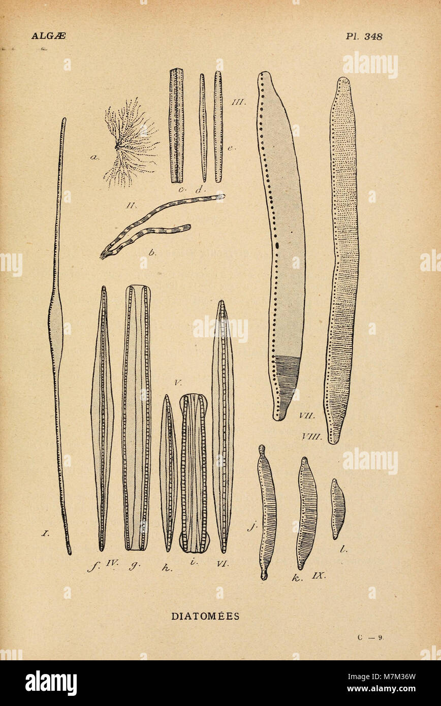 Album général des cryptogames, Pl. 348 Banque D'Images