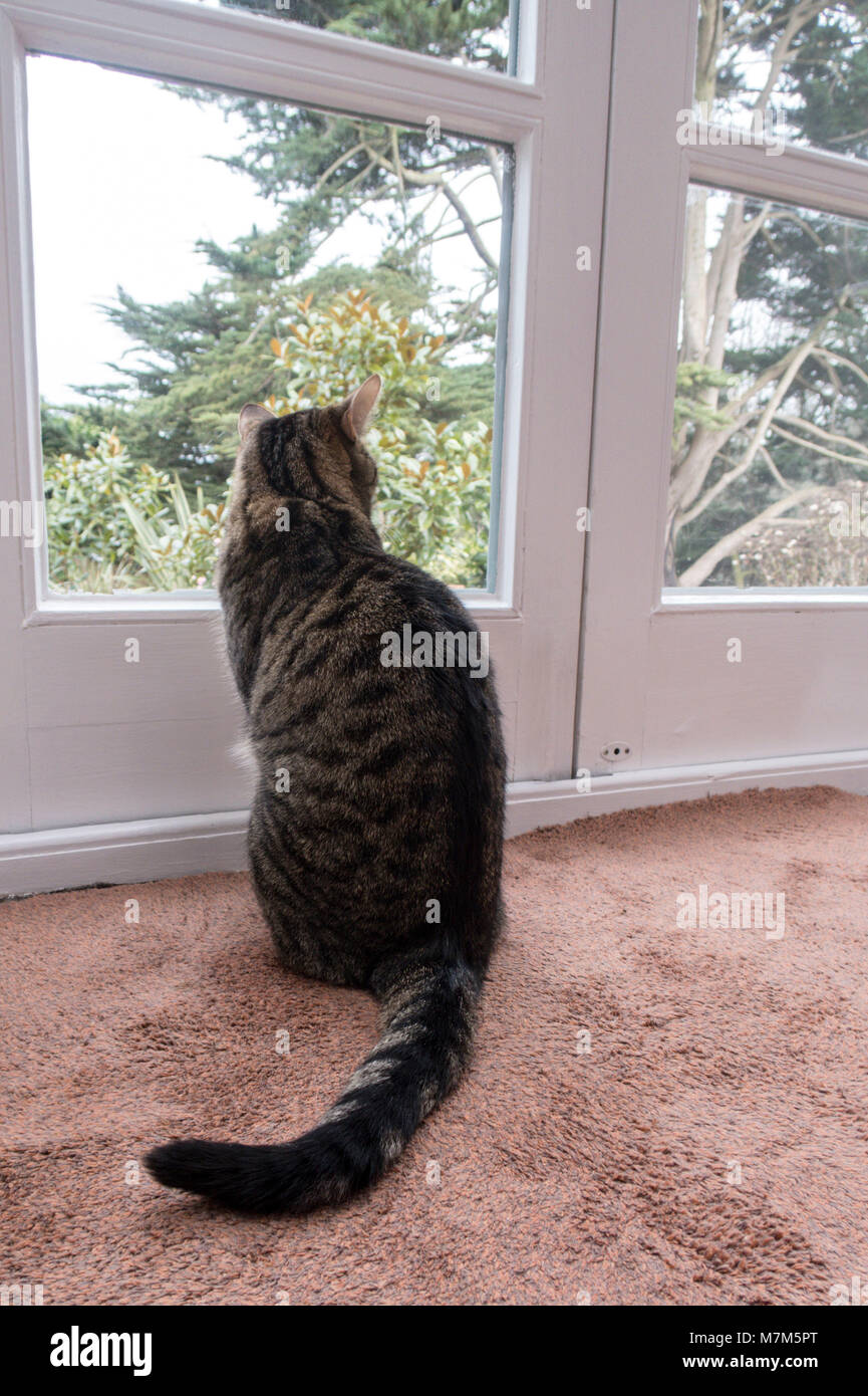 Chat tigré en attente d'être laissé hors d'une porte dans un jardin. Banque D'Images