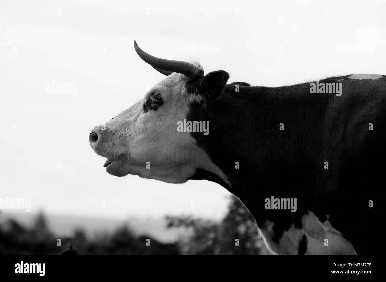 Image en noir et blanc de bovins vache, uk Banque D'Images
